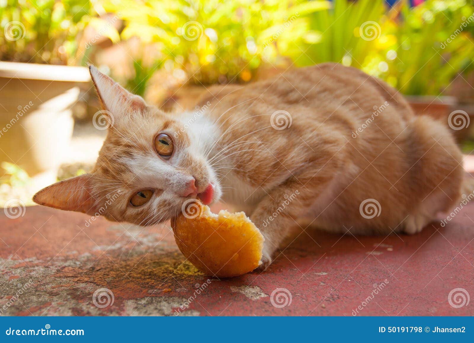 cat eating orange