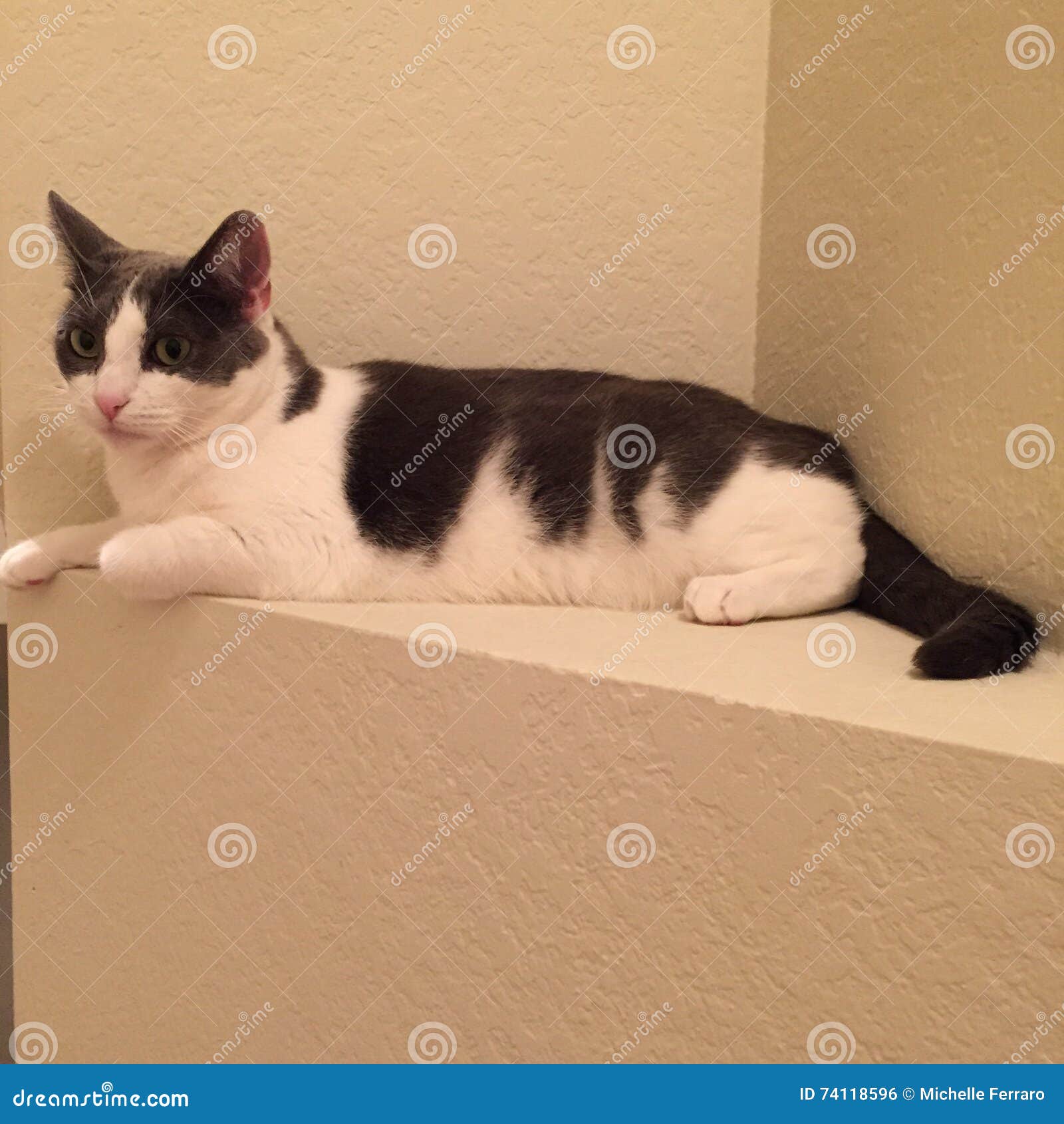 215 Cat Sitting Ledge Photos Free & RoyaltyFree Stock Photos from