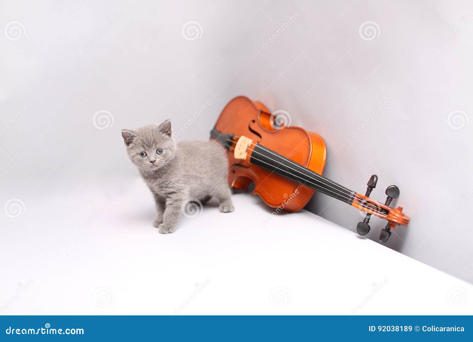 Small cat and a violin stock image. Image of dark, musician 92038189
