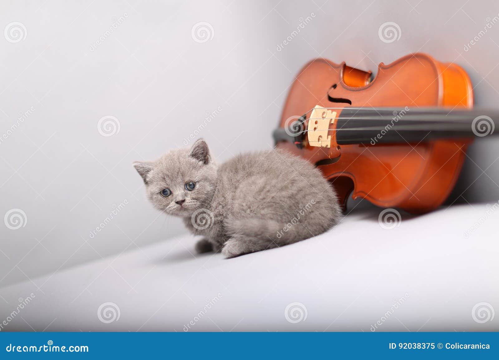 Small cat and a violin stock image. Image of kitten, eyes 92038375