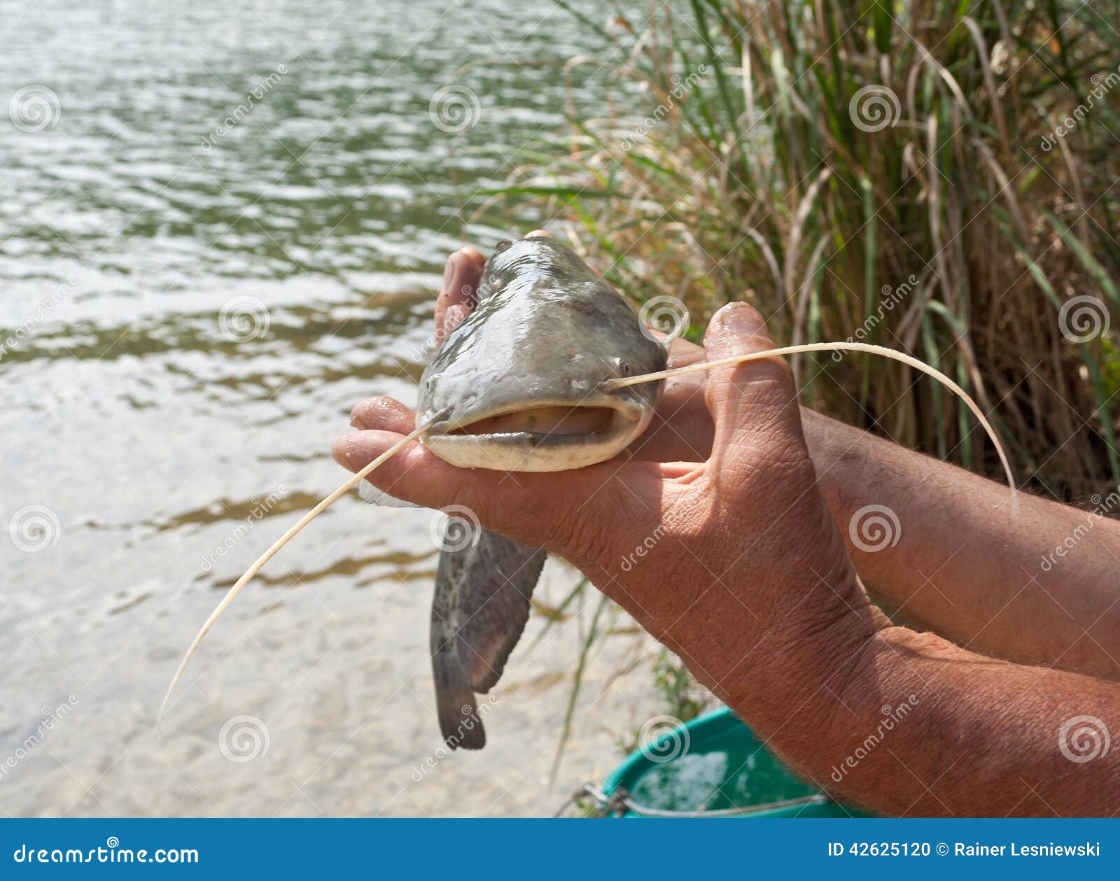 Small catfish stock photo. Image of animals, spanish 42625120