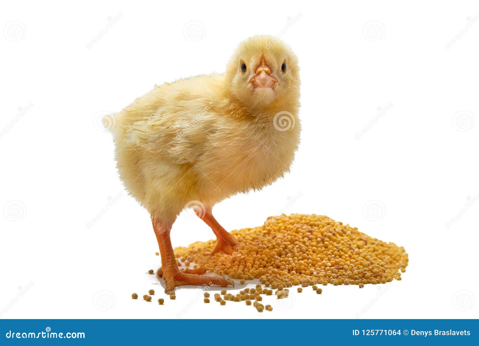Small Chicken Broilers Eats Grain Isolated on White. Stock Photo