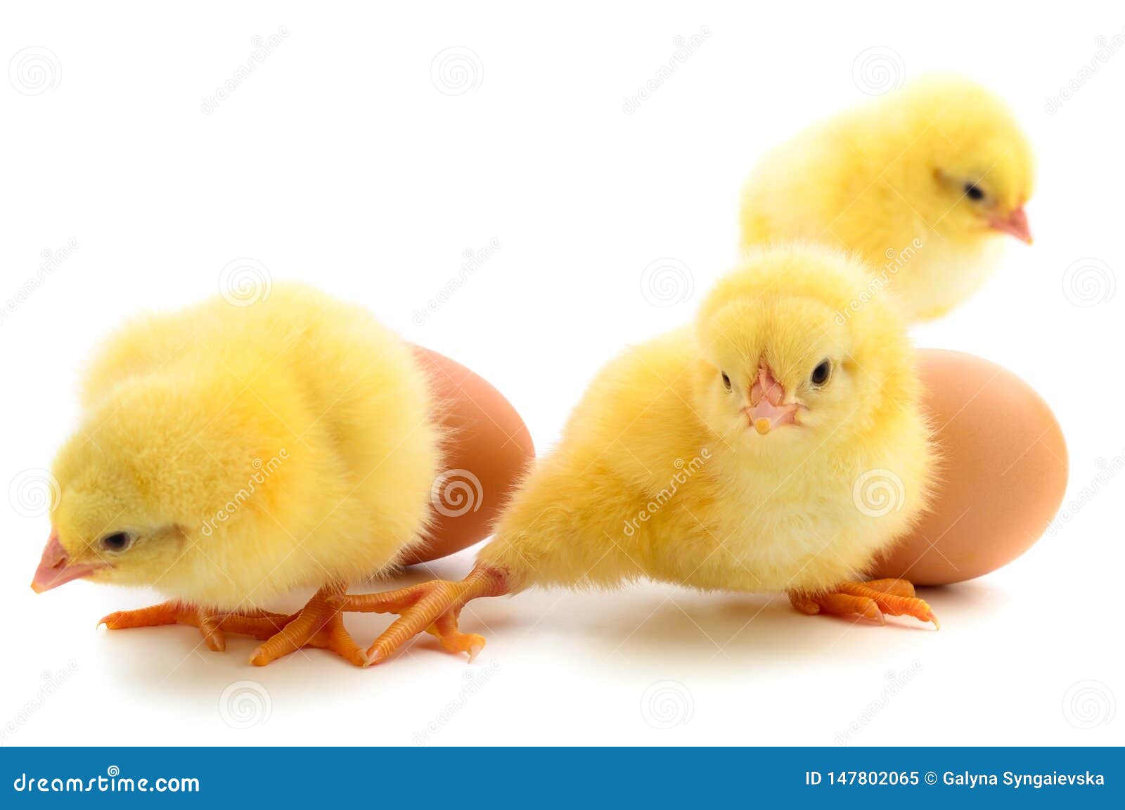 Small Chickens And Eggs Isolated Stock Image Image of chickens