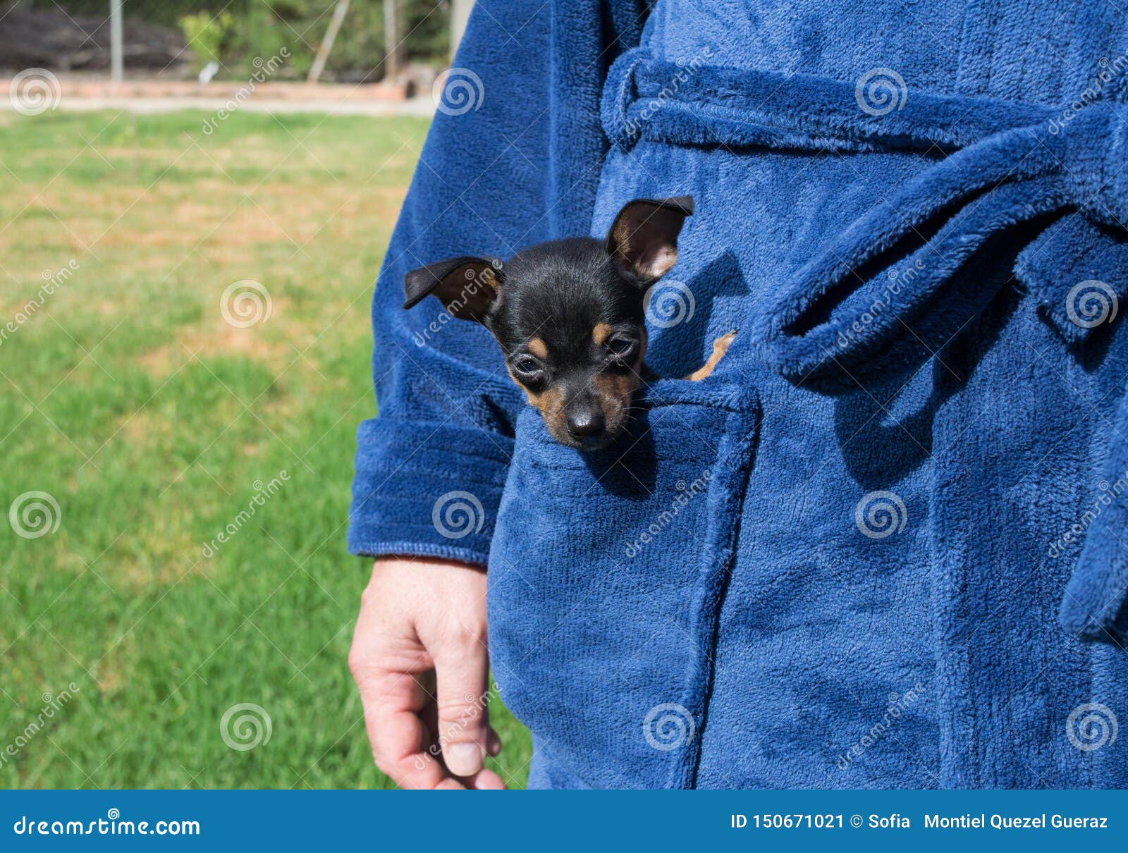 small chihuahua dog inside a pocket