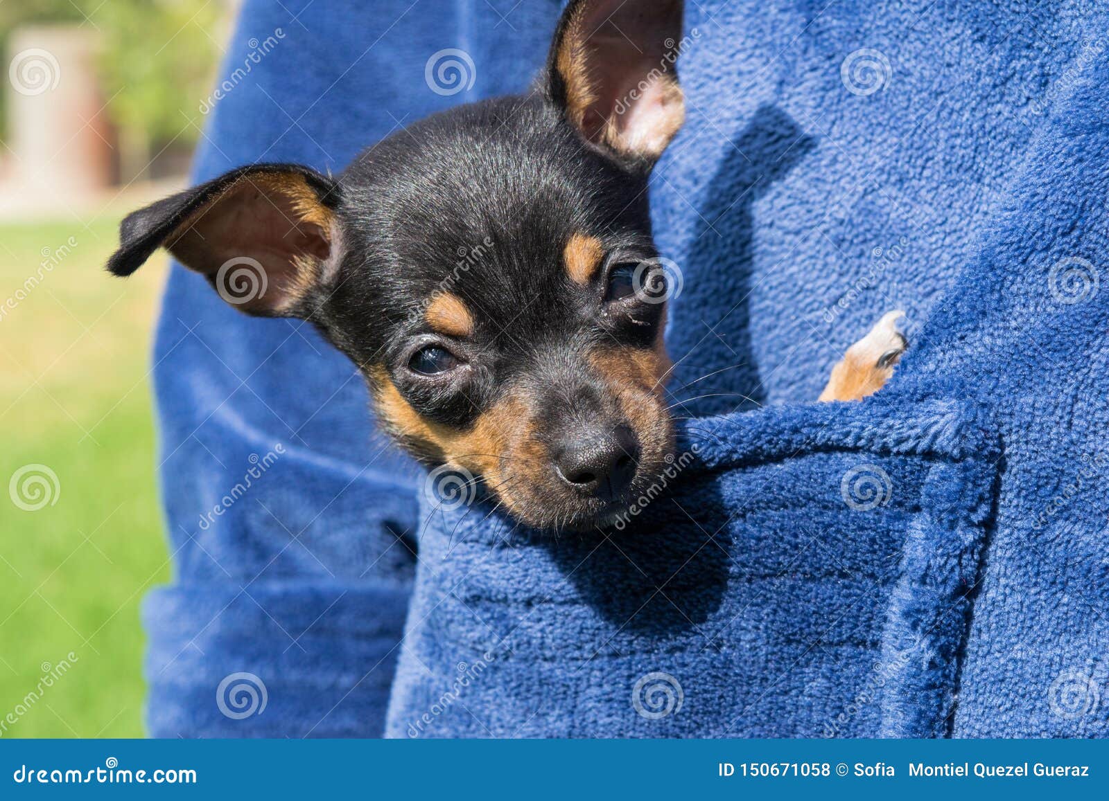 small chihuahua dog inside a pocket