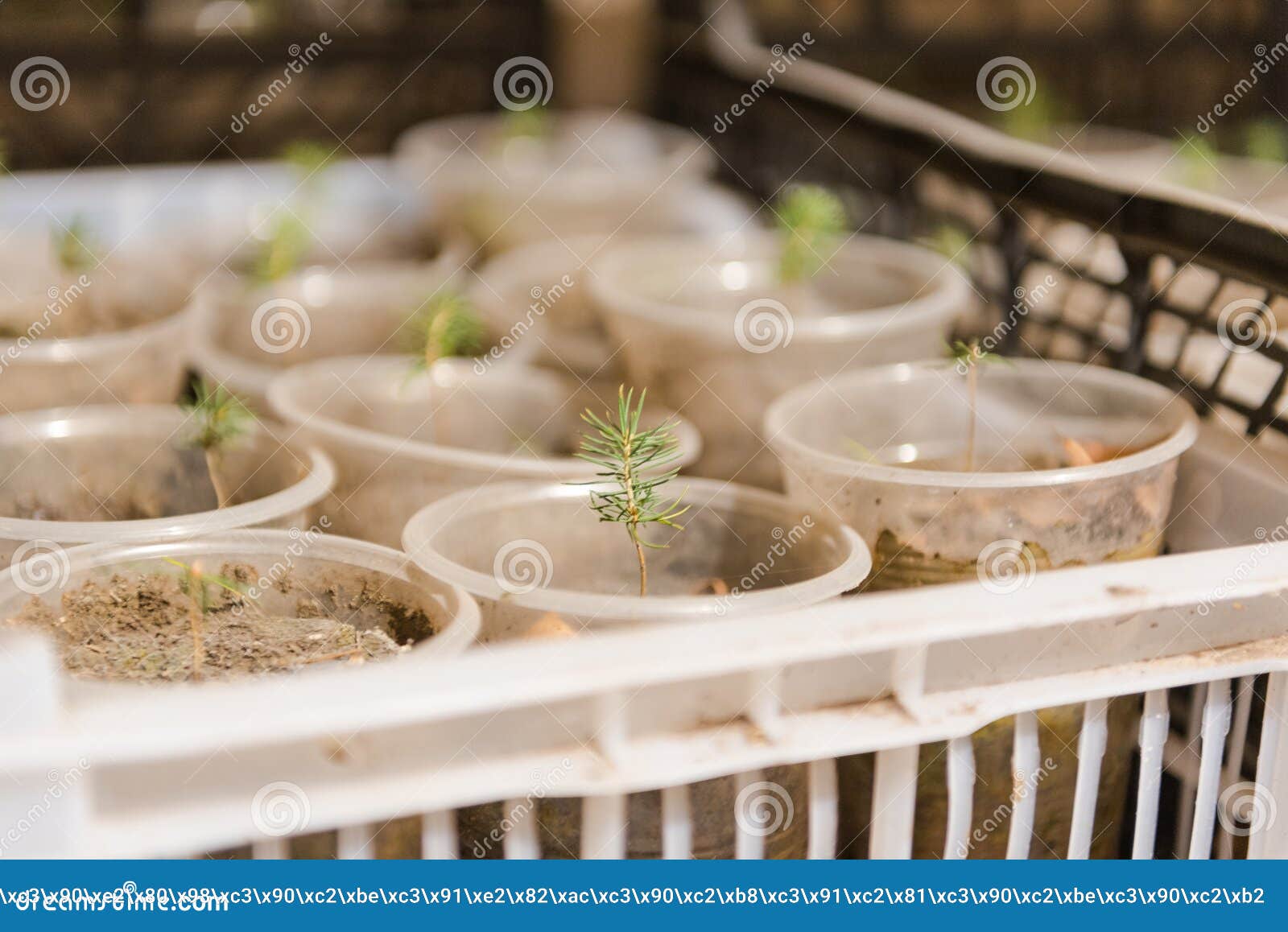Saplings Coniferous Trees In Pots In Plant Nursery Stock Photography