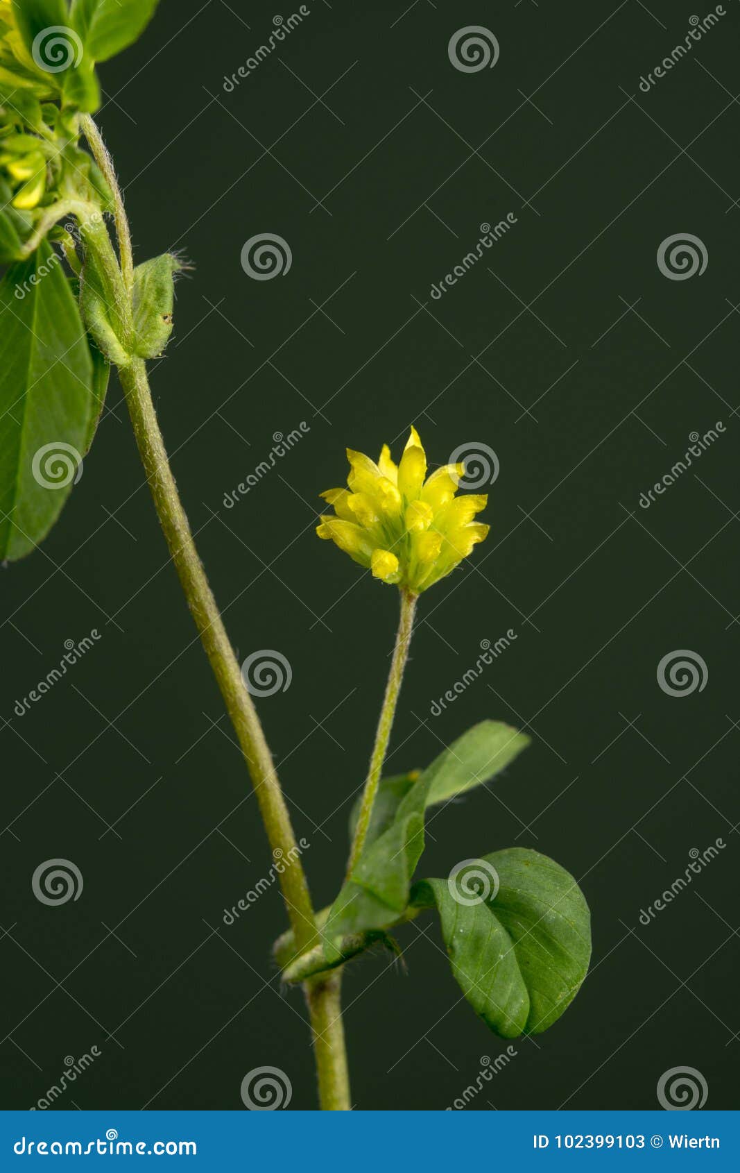 trifolium dubium is a small clover