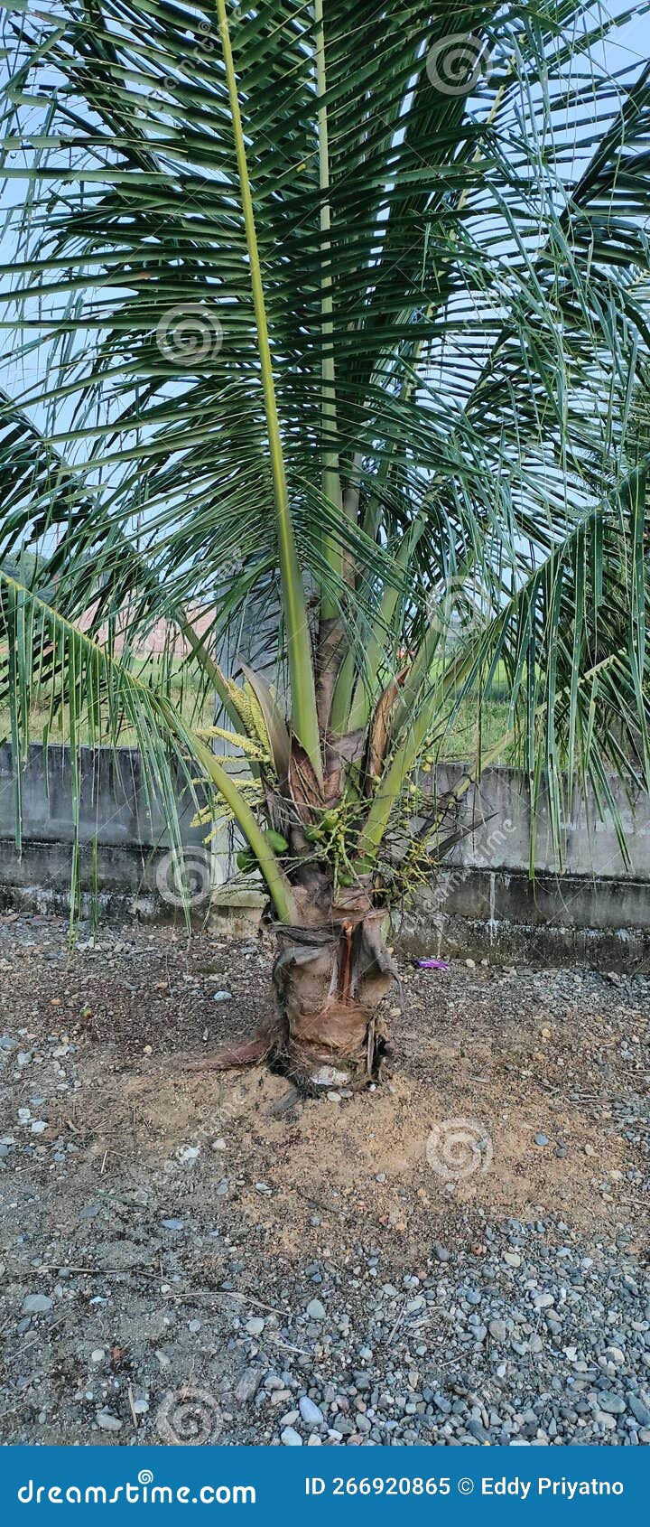 Small Coconut Tree Bearing Fruits Stock Image Image of bearing, small