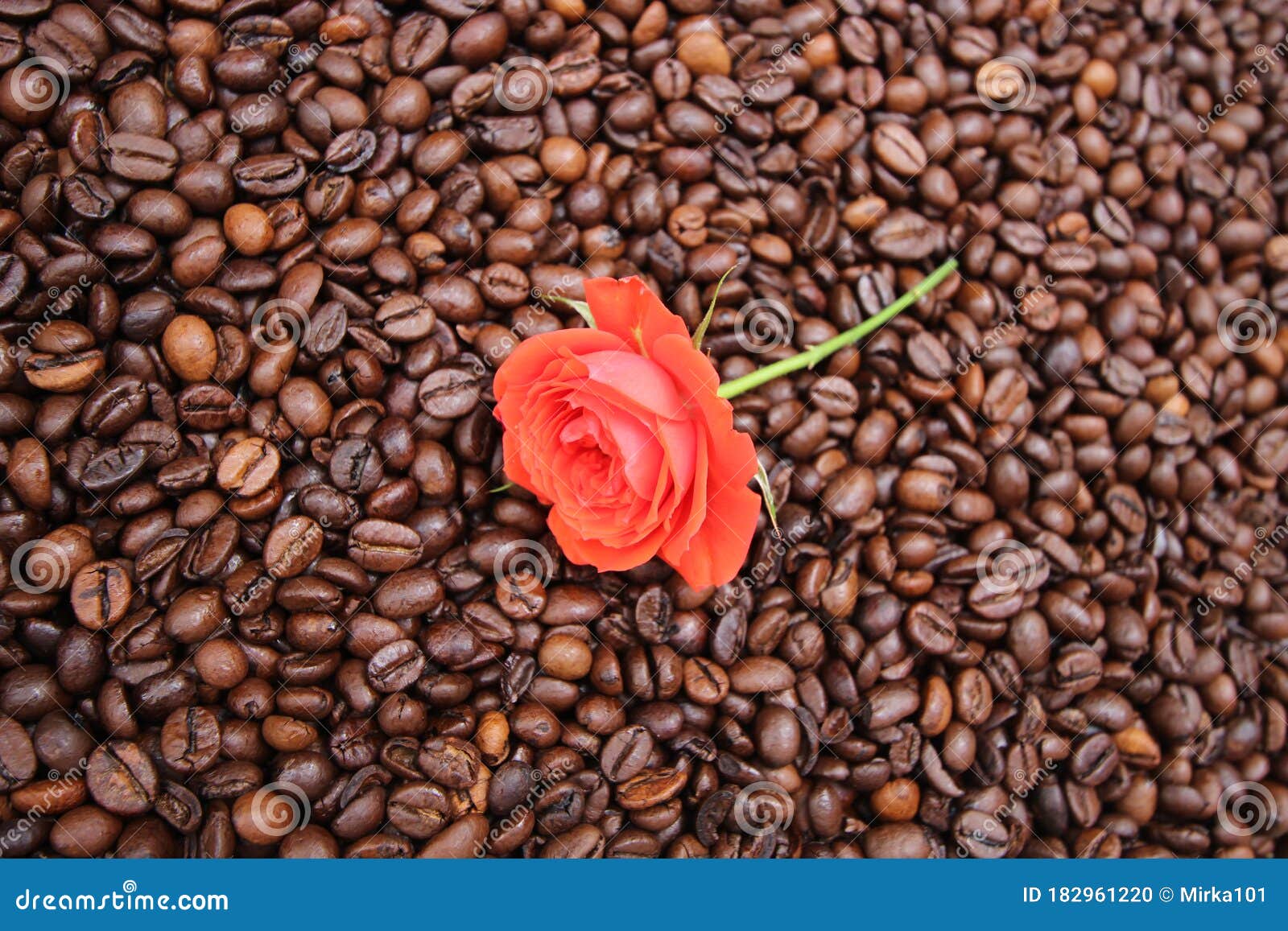 background with many coffee beans and red rose