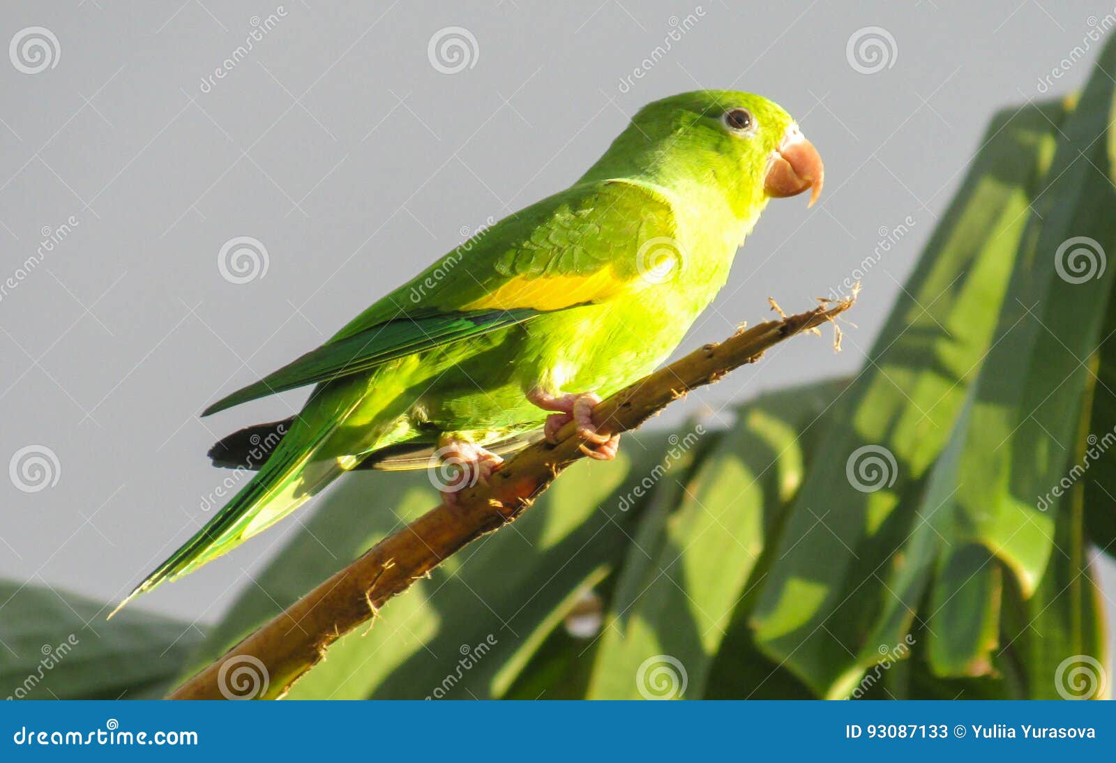 Small Colorful Green Parrot Stock Image Image of feathers, banana