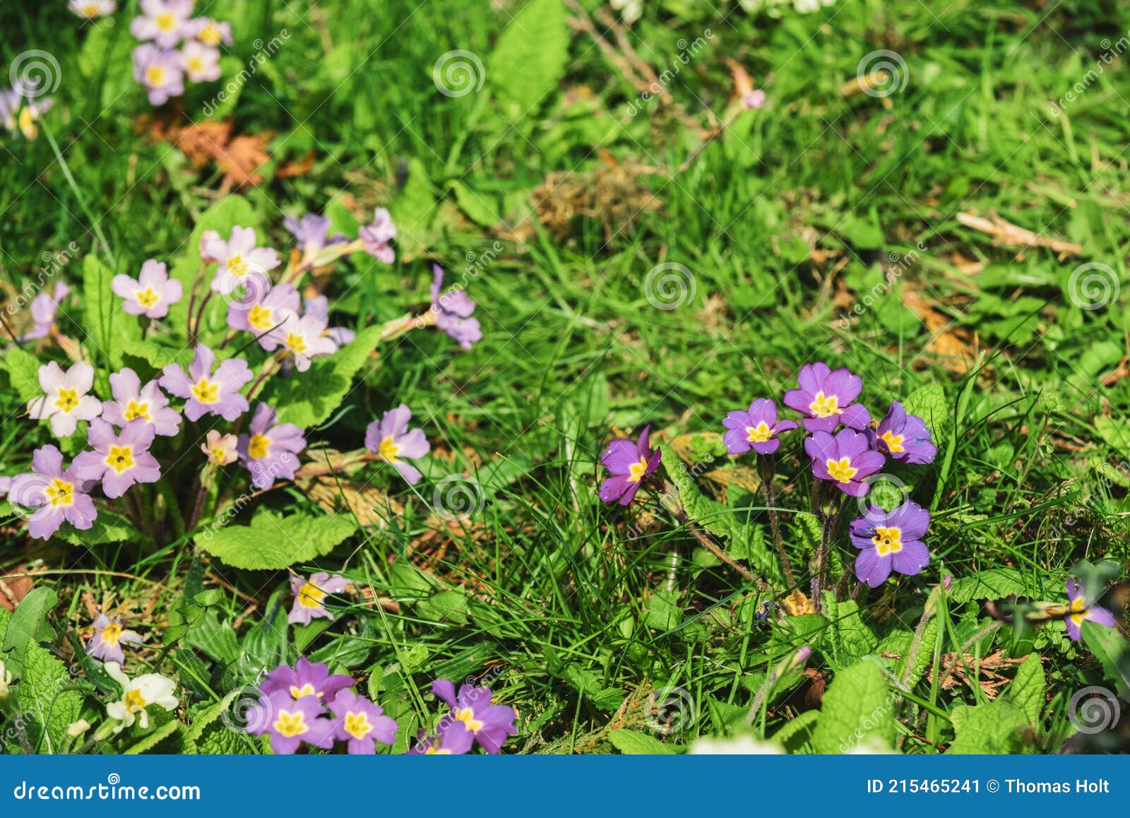Small Colourful Flowers Grow in the Grass in a Spring Meadow or Field