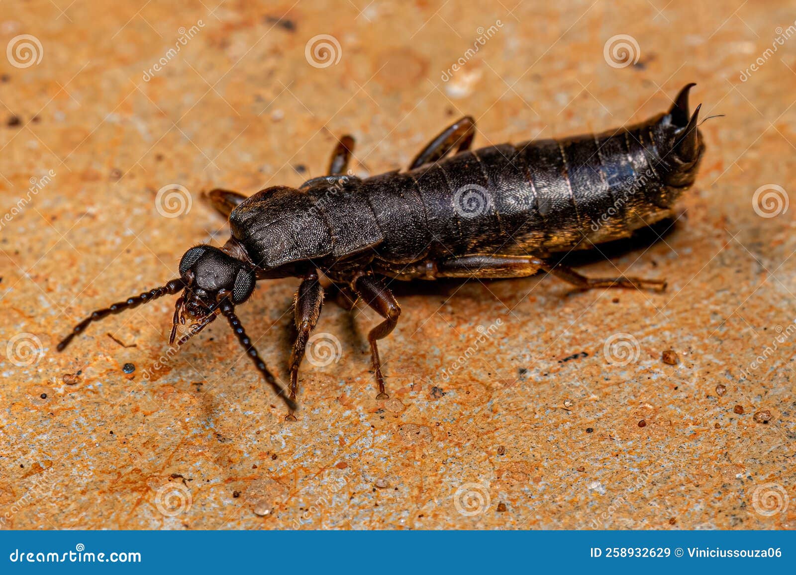 Small Common Earwig stock image. Image of green, macro 258932629