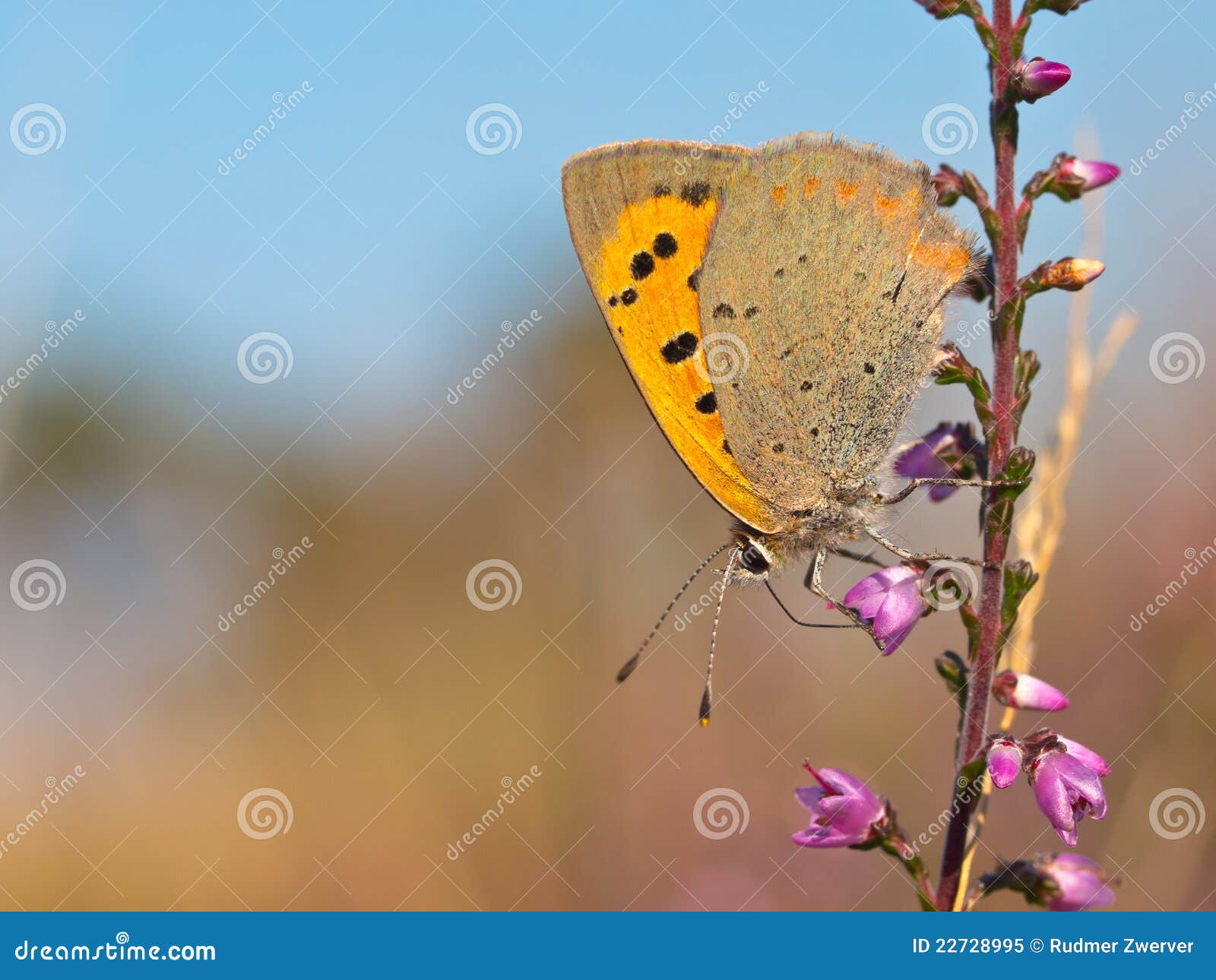 small copper butterfly, lycaena phlaeas