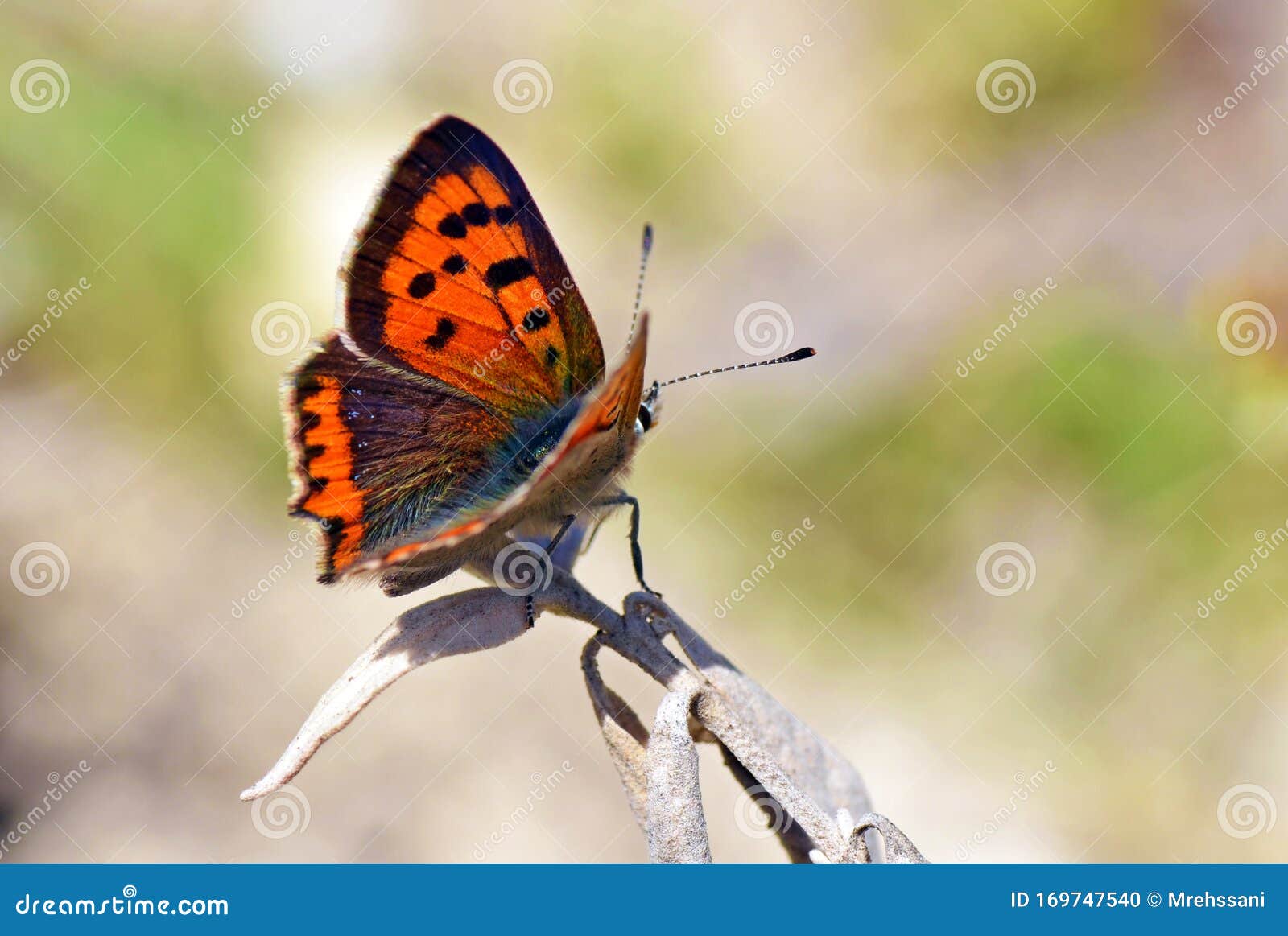 lycaena phlaeas , the small copper butterfly sitting on dry plant