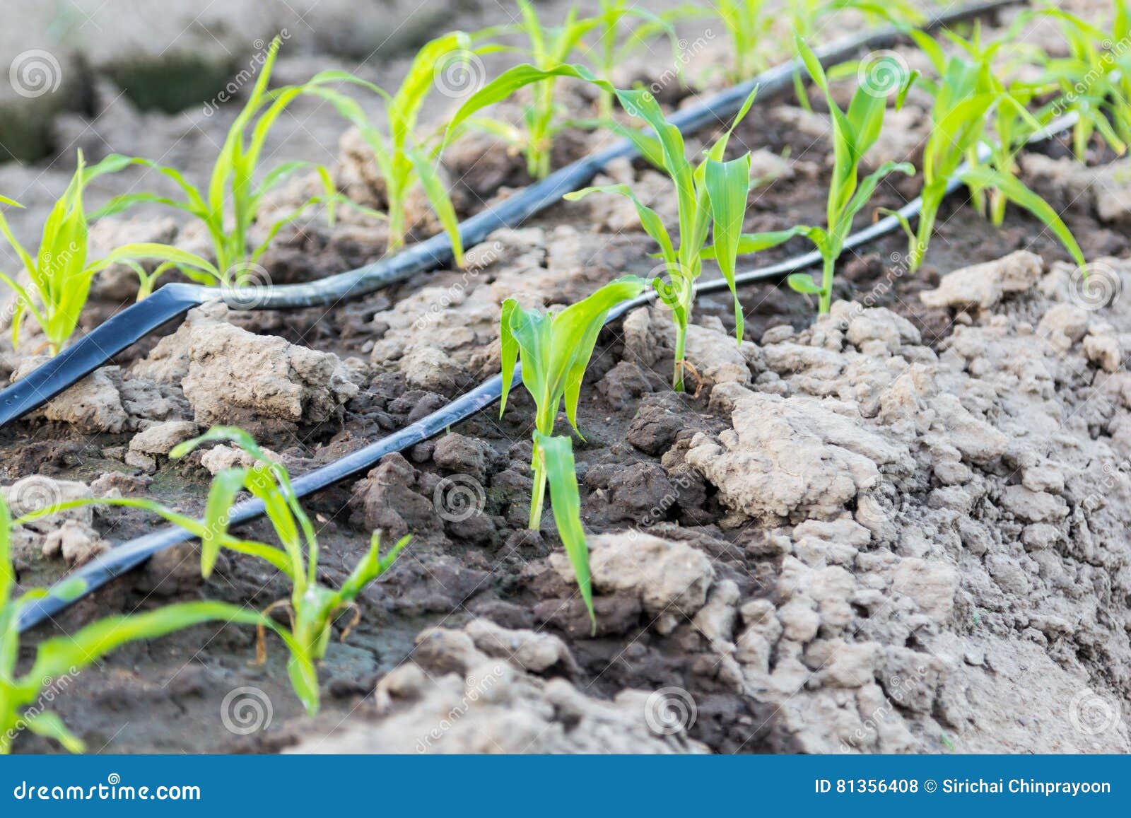 Small Corn Field with Drip Irrigation in Farm Stock Photo Image of