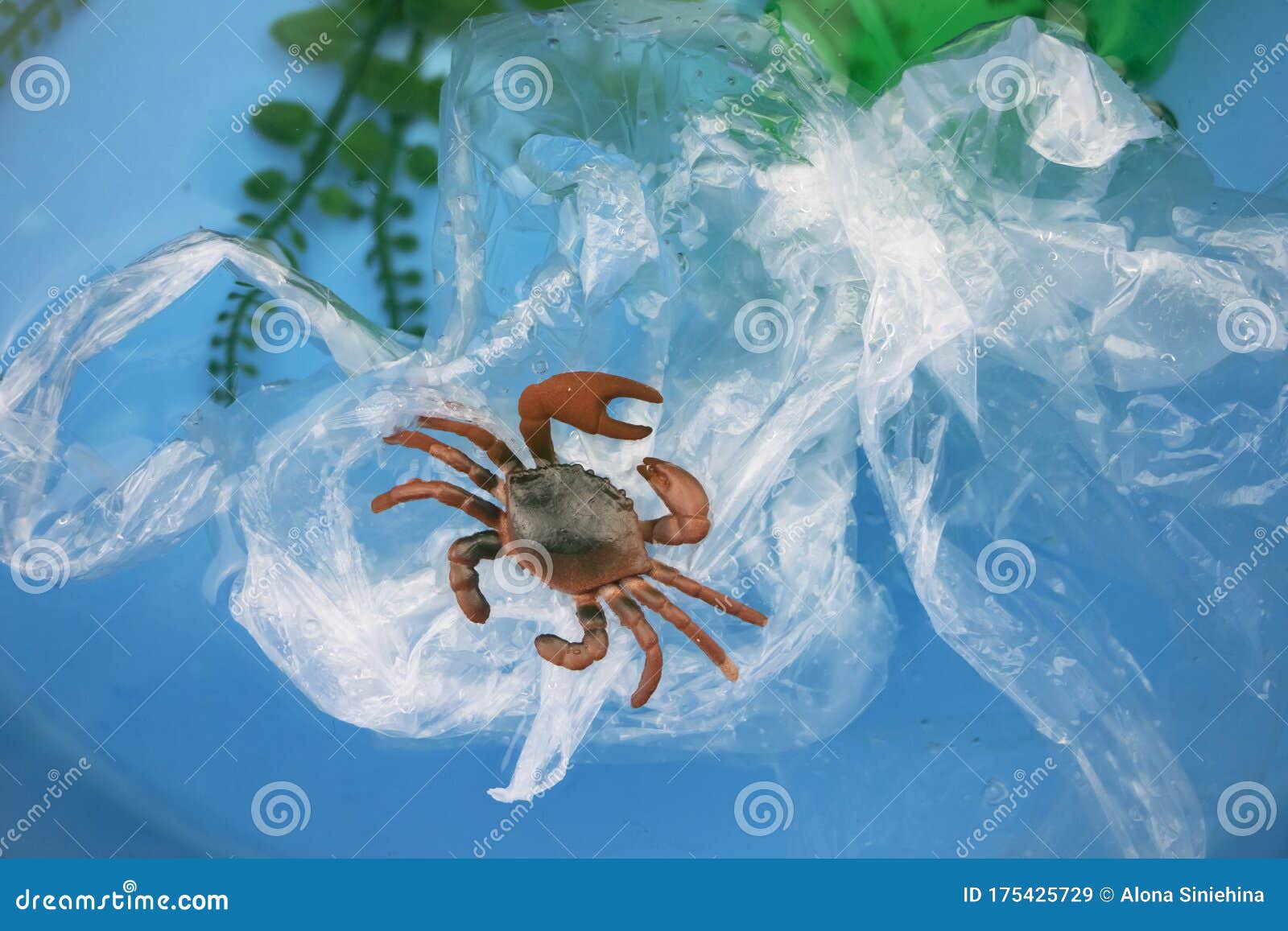 Small Crab Entangled in a Plastic Bag. Plastic Pollution of the Oceans