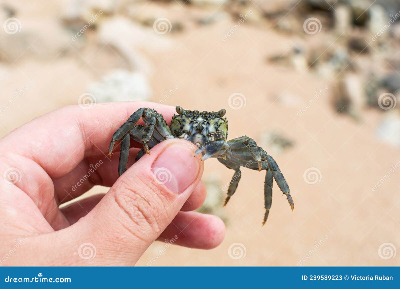 A Small Crab in Hand on the Egypt Beach Stock Image Image of small
