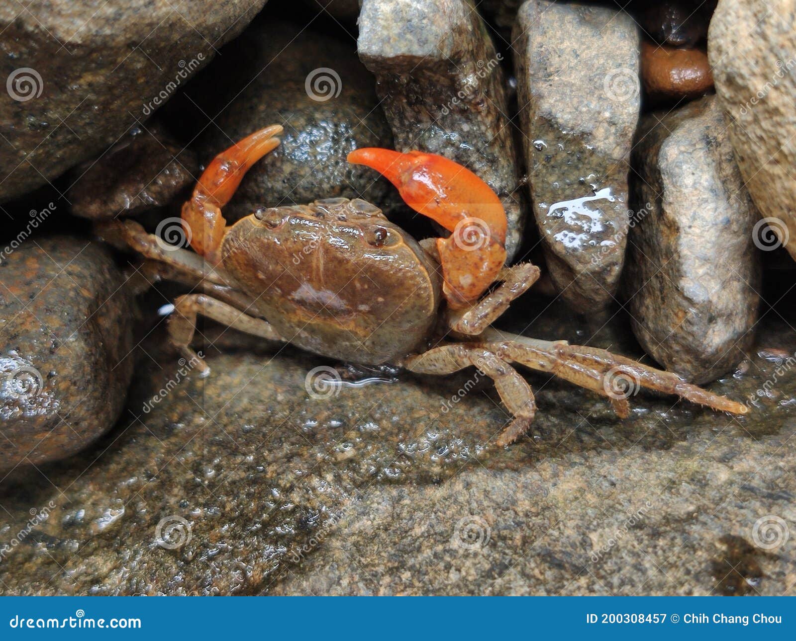 River crab stock image. Image of rocks, cuisine, river 200308457