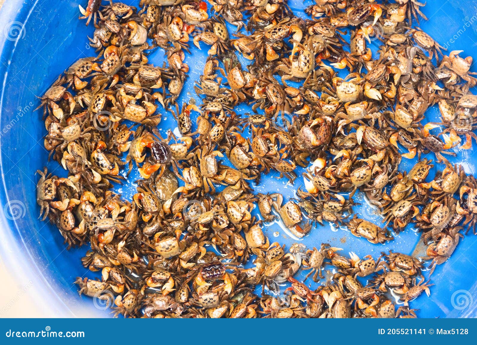 small crabs for sale in a plastic basin