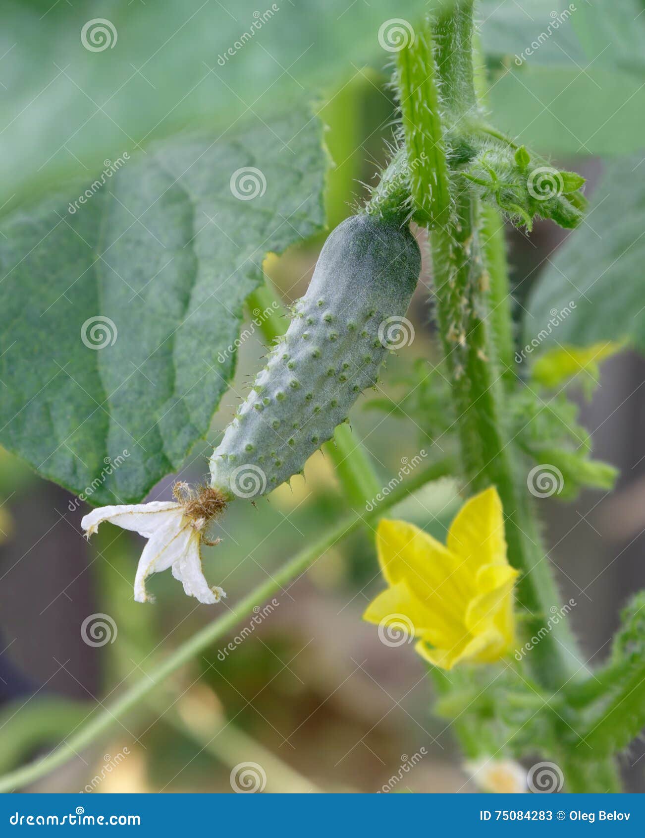 Small Cucumber Growing on a Branch in the Garden Stock Image Image of
