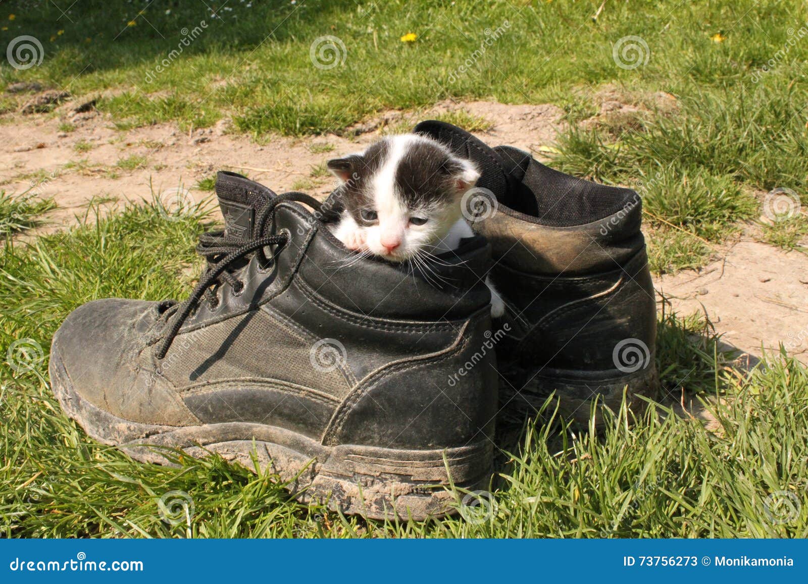 Baby Cat Sitting in Trekking Boots Stock Image - Image of young ...