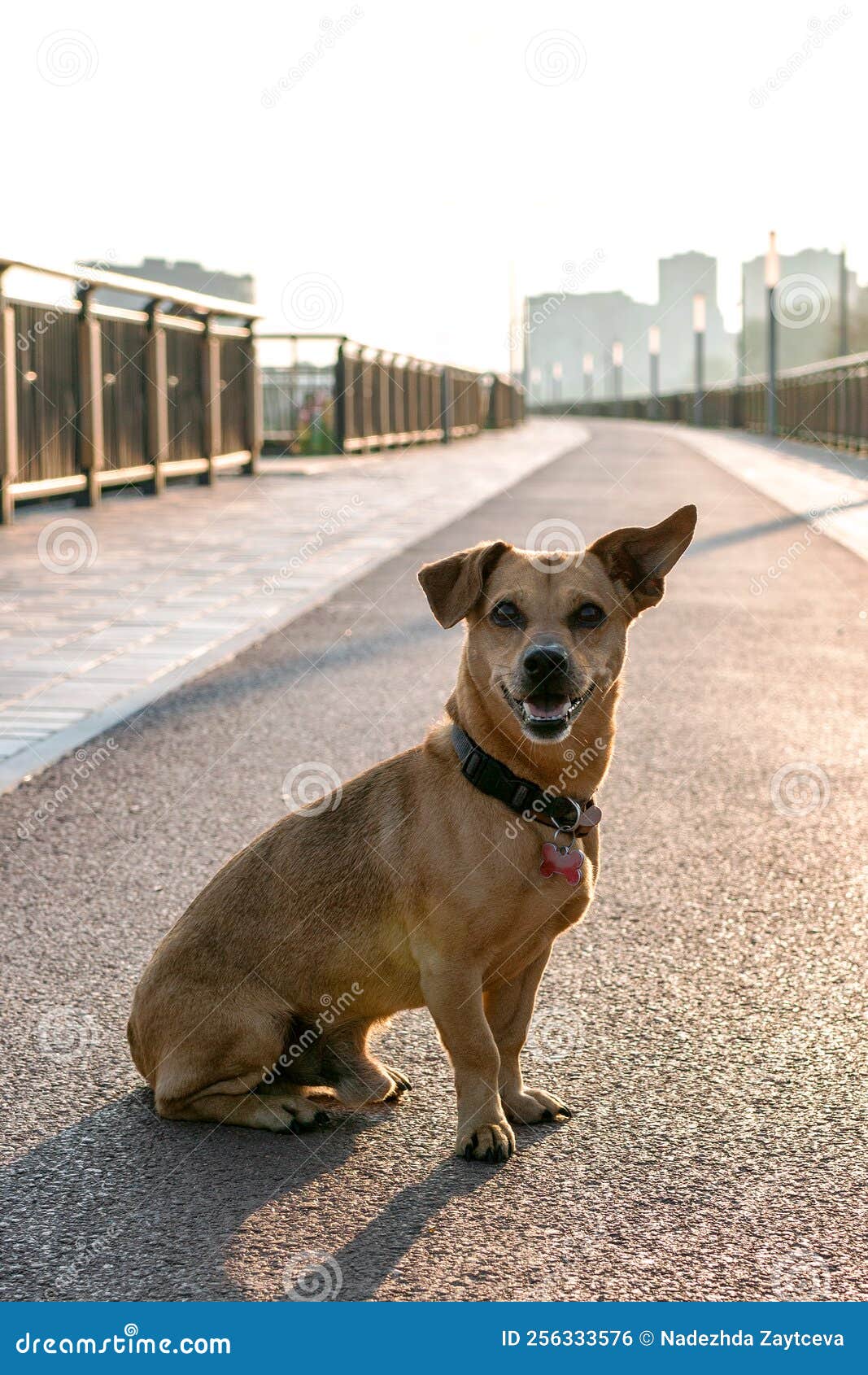Small Cute Brown Dog is Sitting on Empty Street Stock Photo Image of