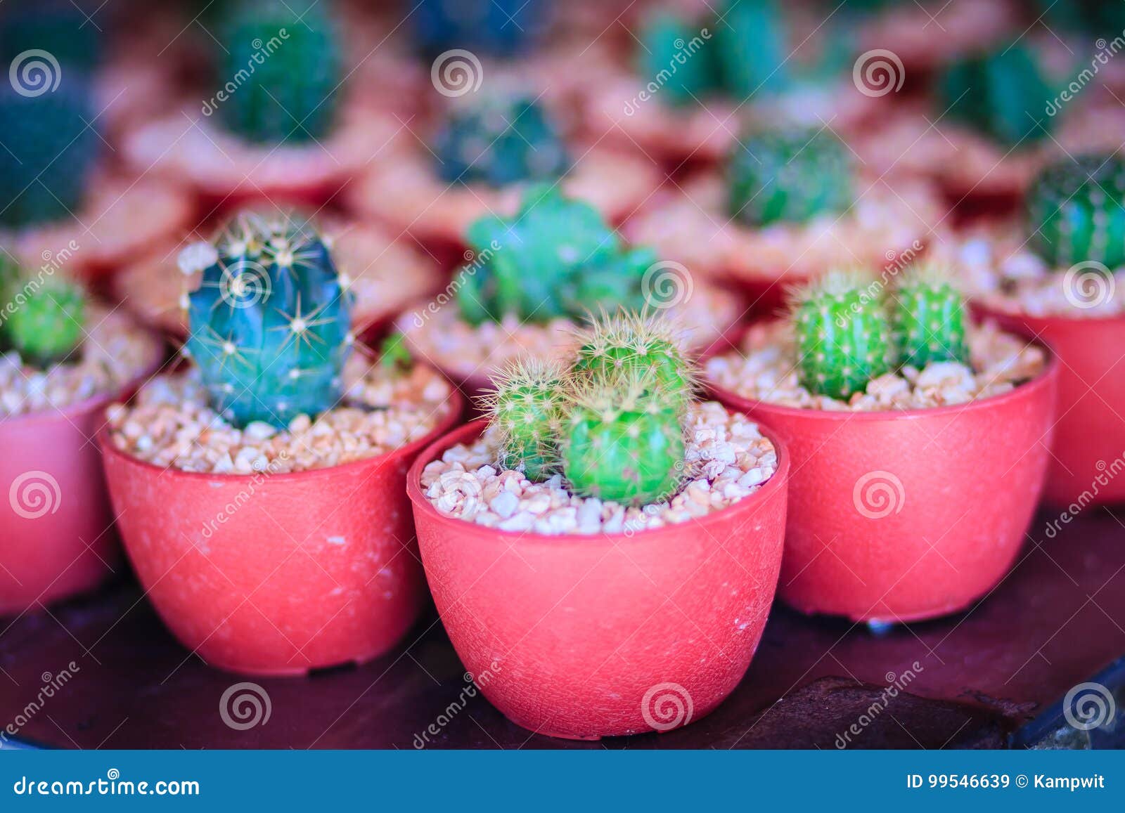 Small Cute Cactus for Sale at the Tree Market. Stock Image Image of