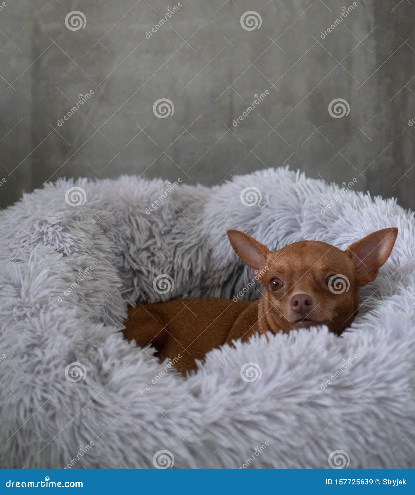 small ginger pinscher in his fluffy bed