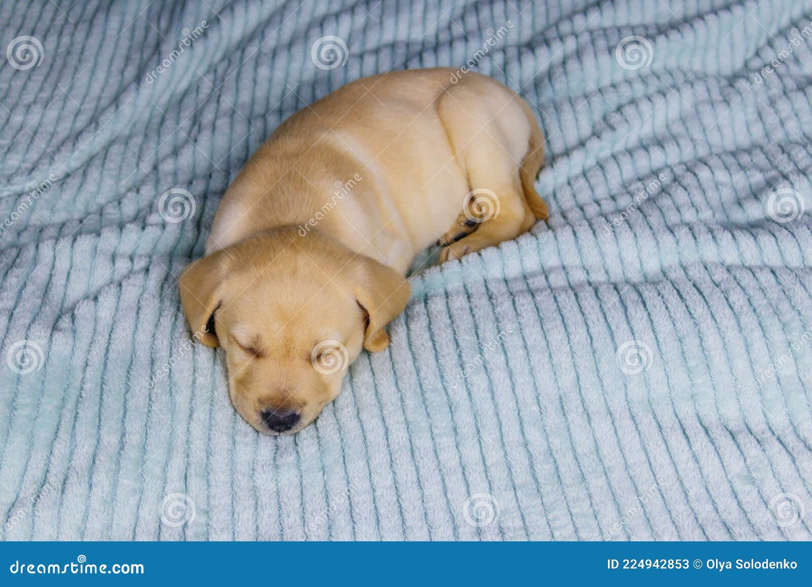 labrador sleeping in bed