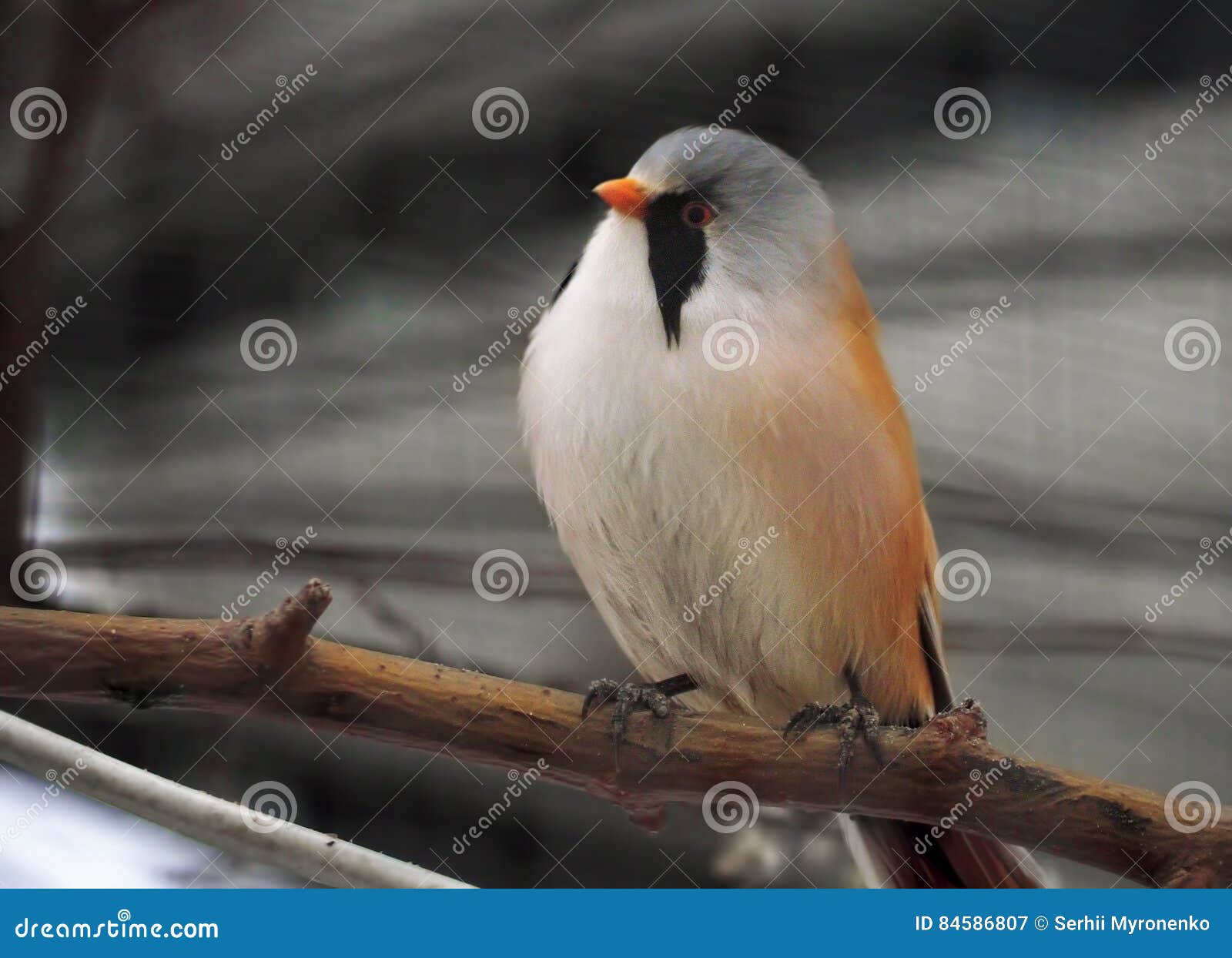 Small Cute Orange and Little Blue Bird Stock Image - Image of