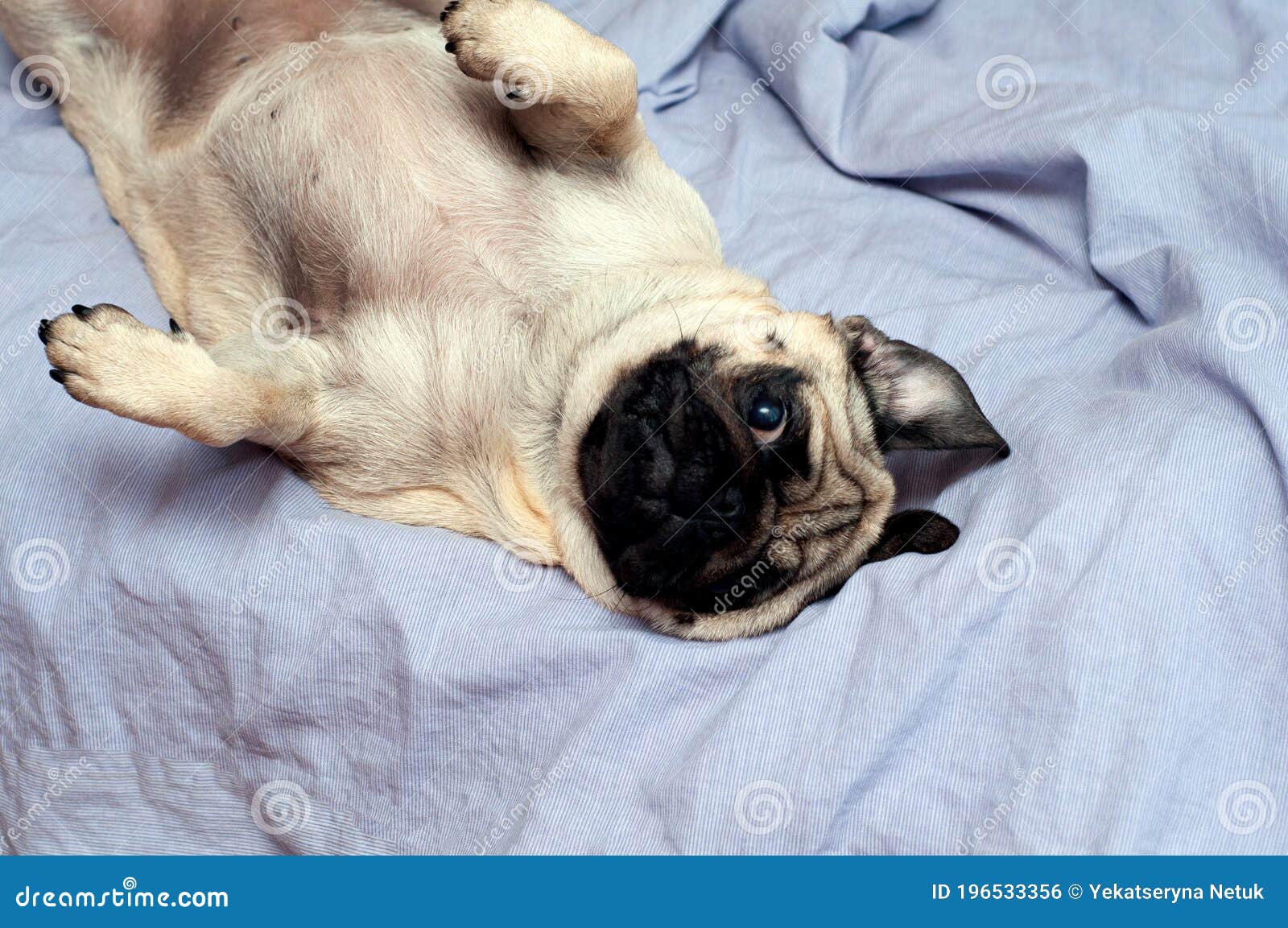 Small Cute Pug Dog Sleeping at Home on the Bed. Good Morning with ...