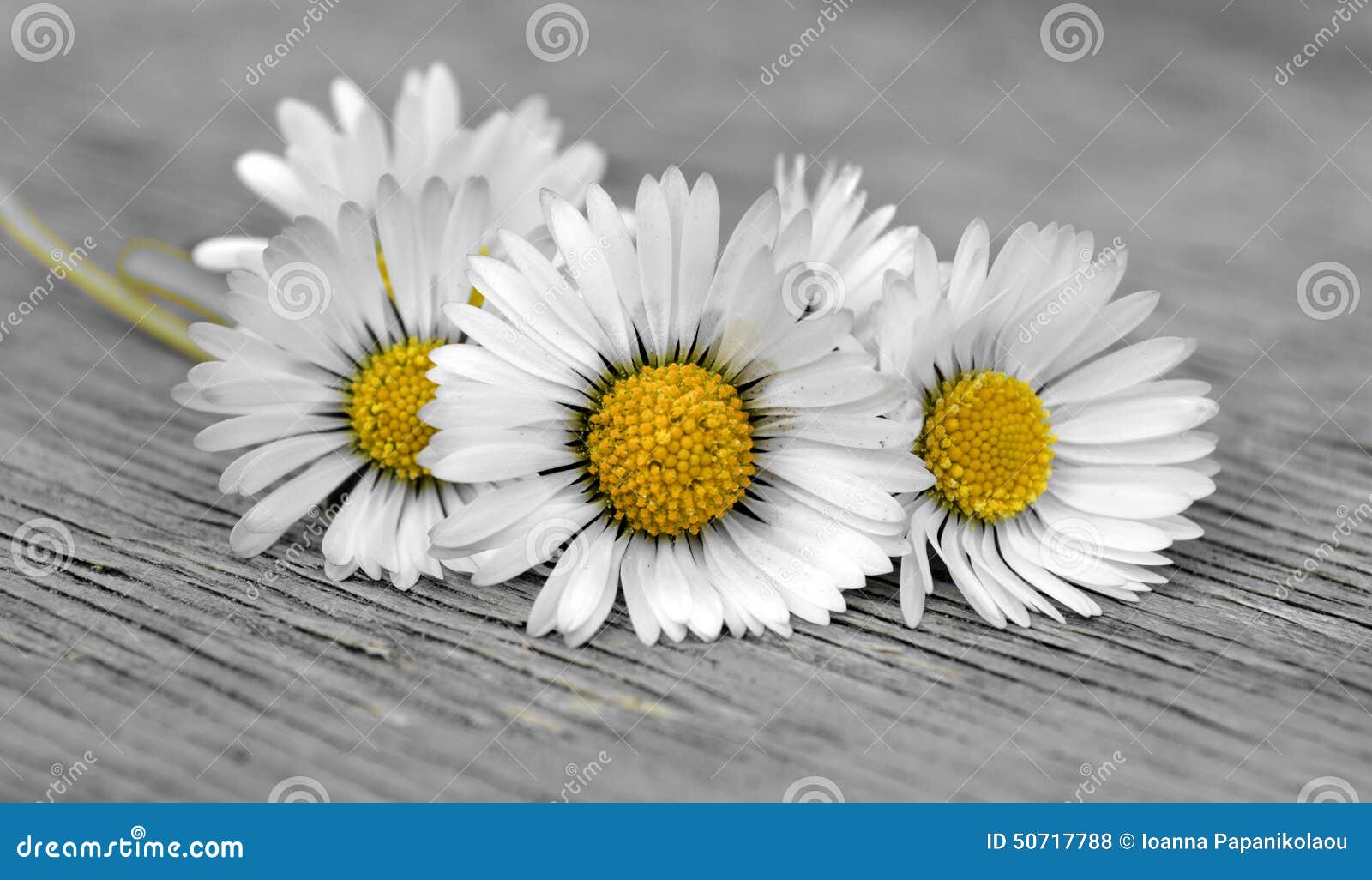 Small daisies bouquet stock photo. Image of beautiful 50717788