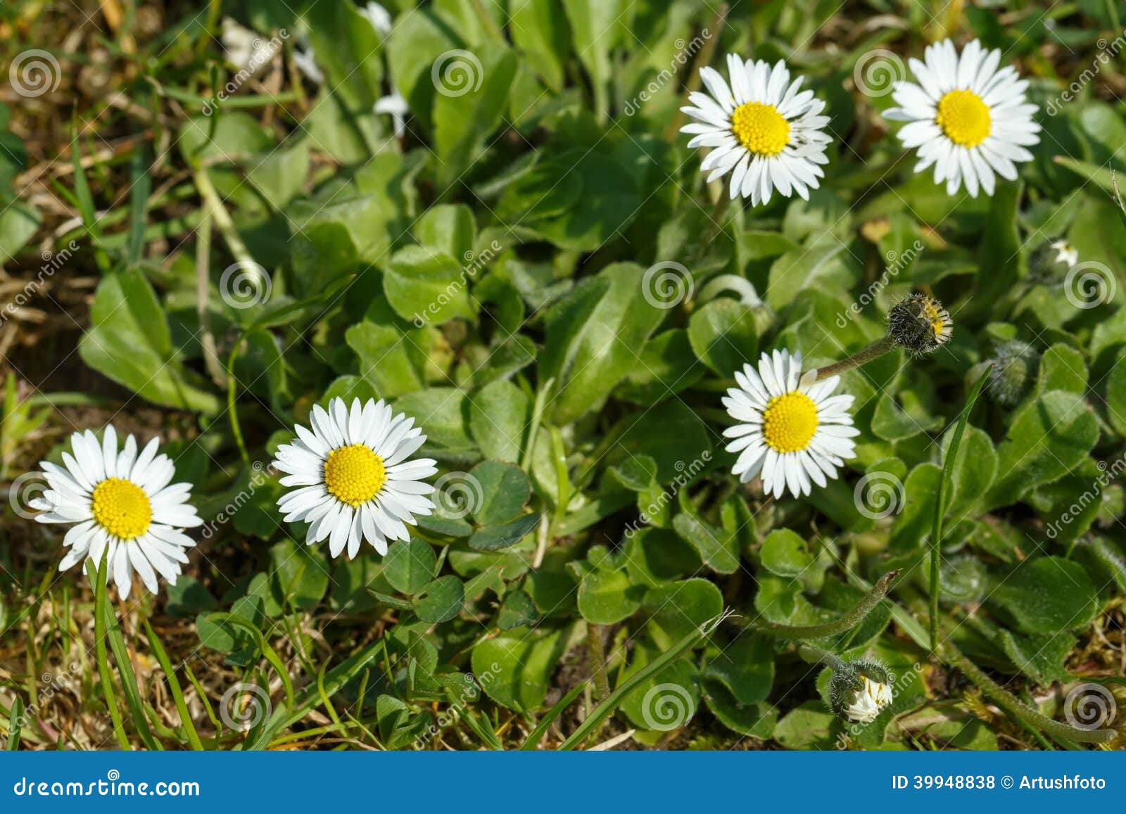Small daisy flower stock photo. Image of beautiful, chamomile 39948838