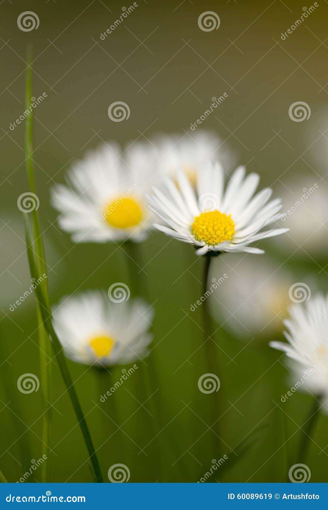 Small daisy flower stock image. Image of flower, background 60089619