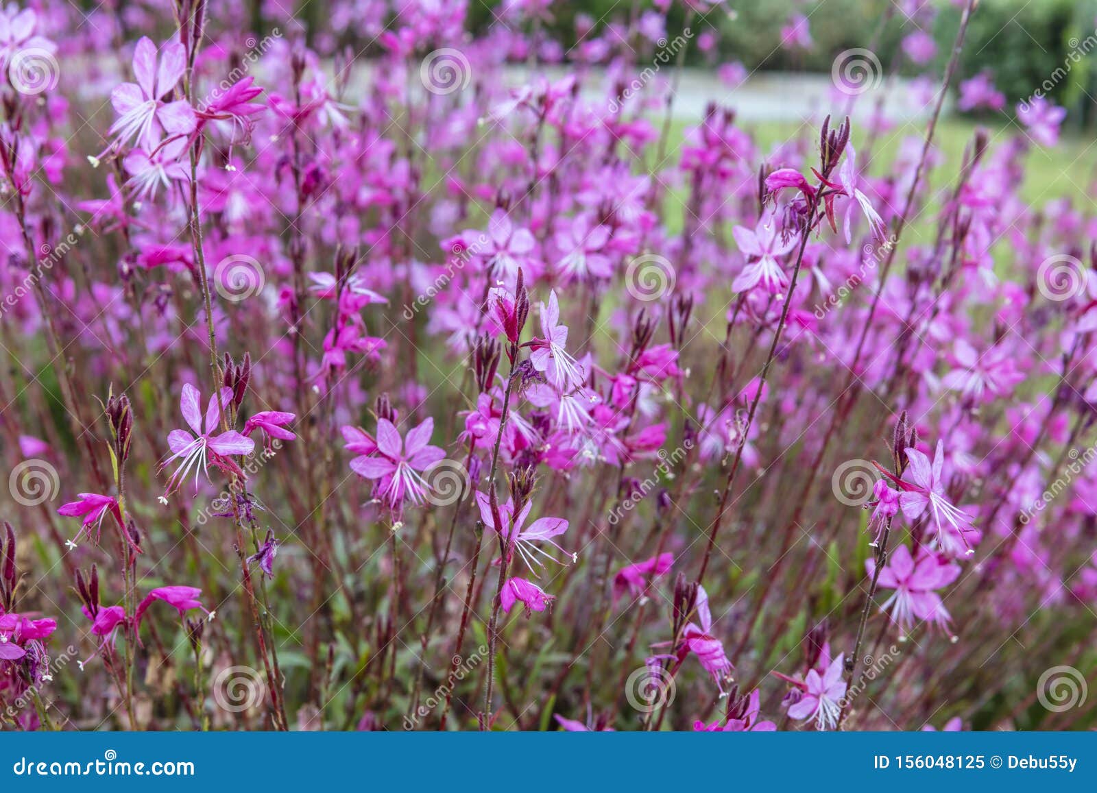 deep pink flowers of gaura belleza close-up.