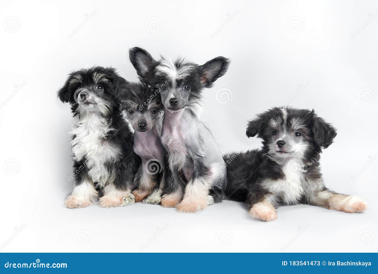 small darling dog on background
