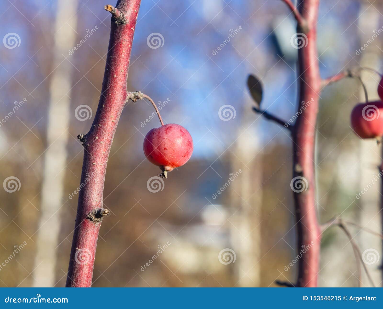 Small Decorative Apple Frozen On Branch Late Autumn Close Up With