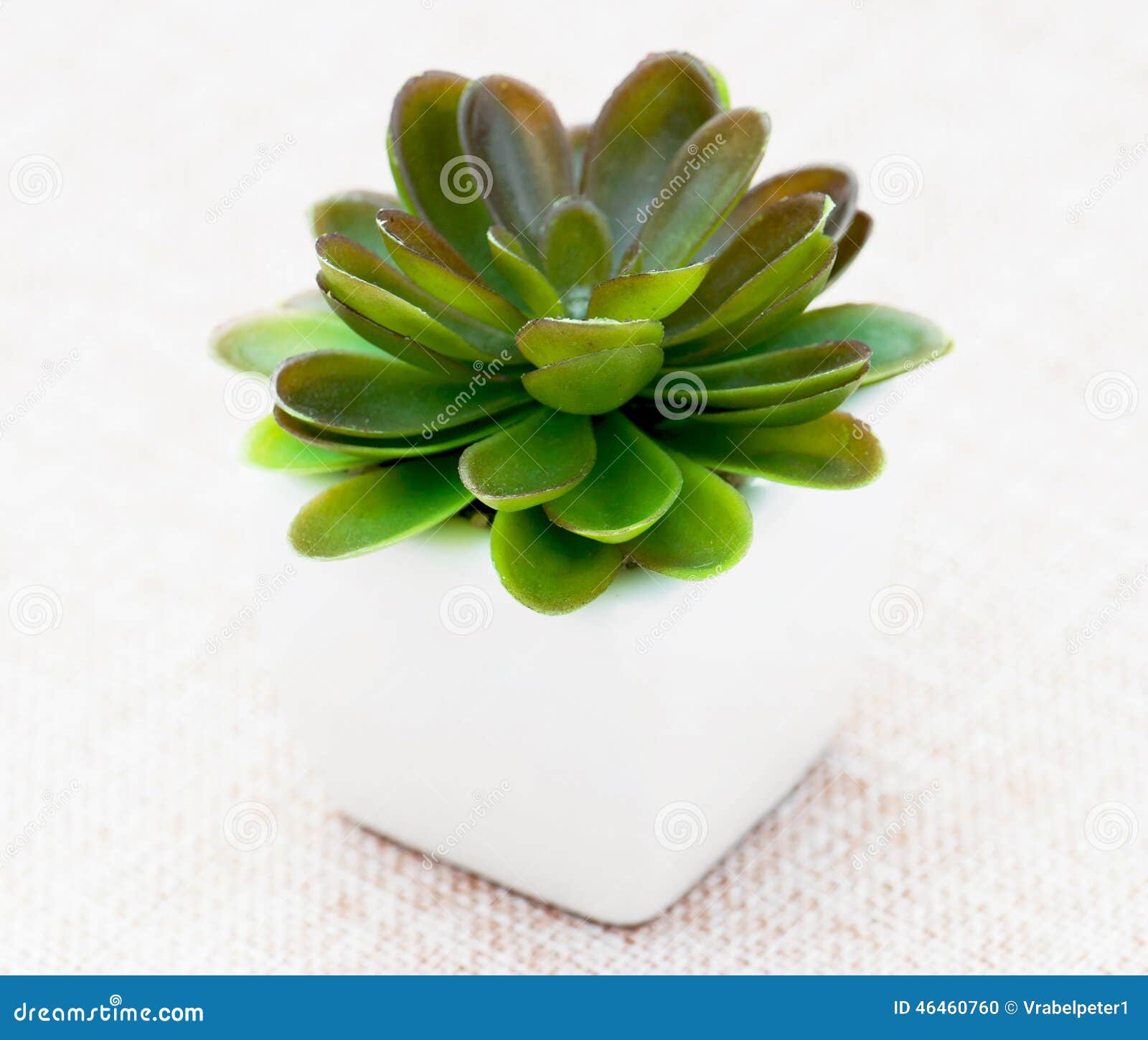 Small decorative plant stock photo. Image of full, container 46460760