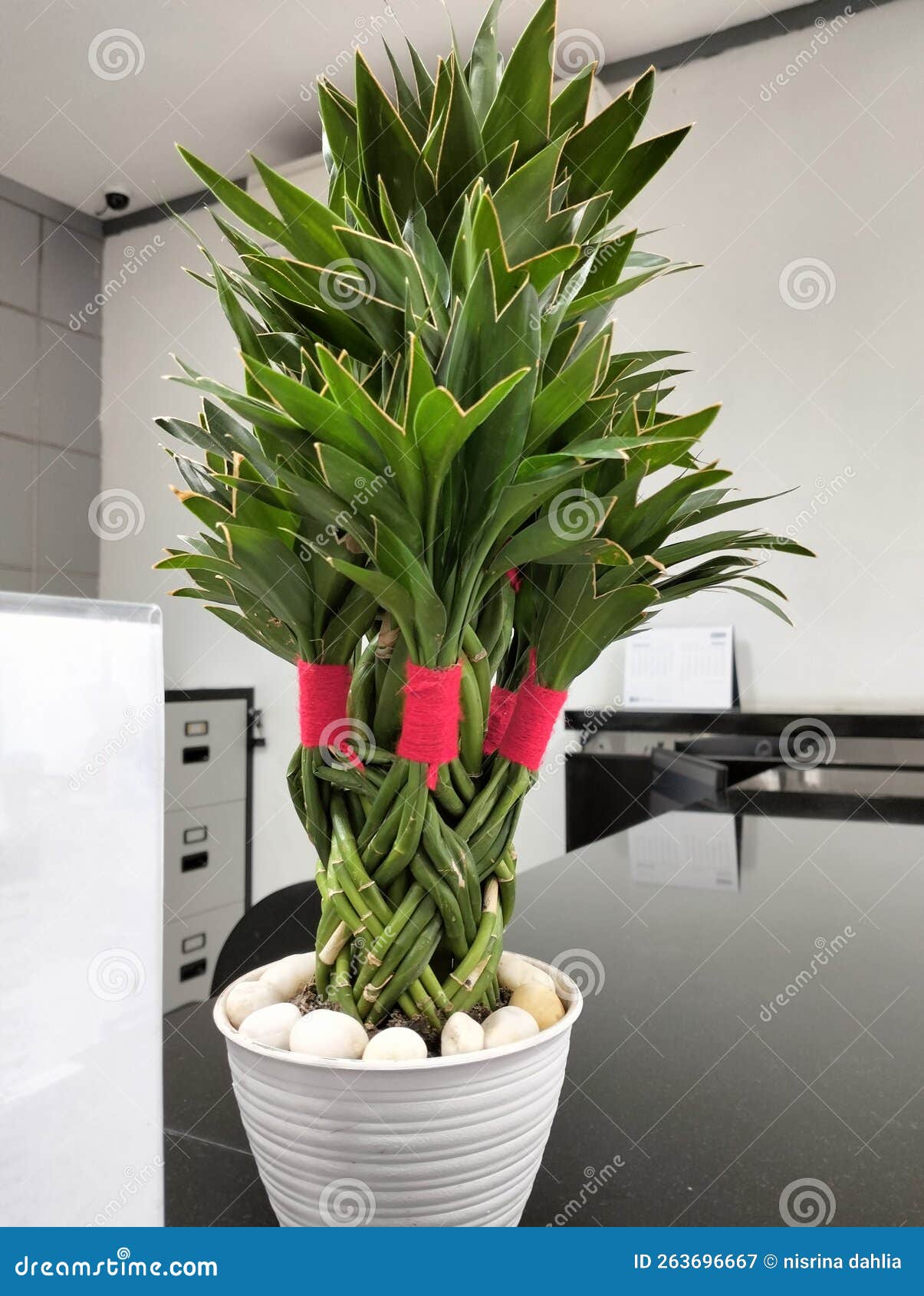 Small Decorative Plants in a Office Room Stock Image Image of small