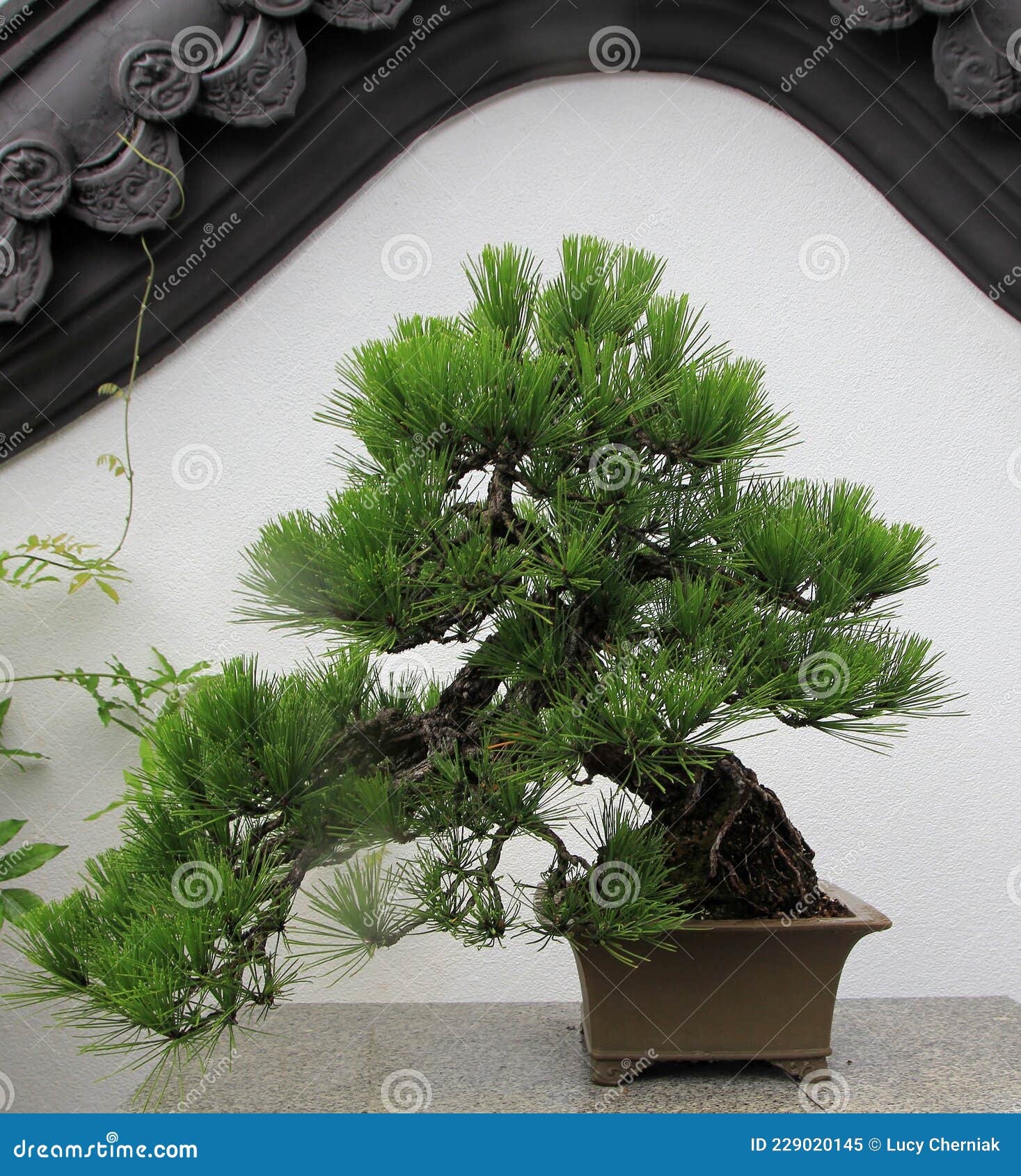 Banzai Tree stock image. Image of japanese, small, branch - 229020145