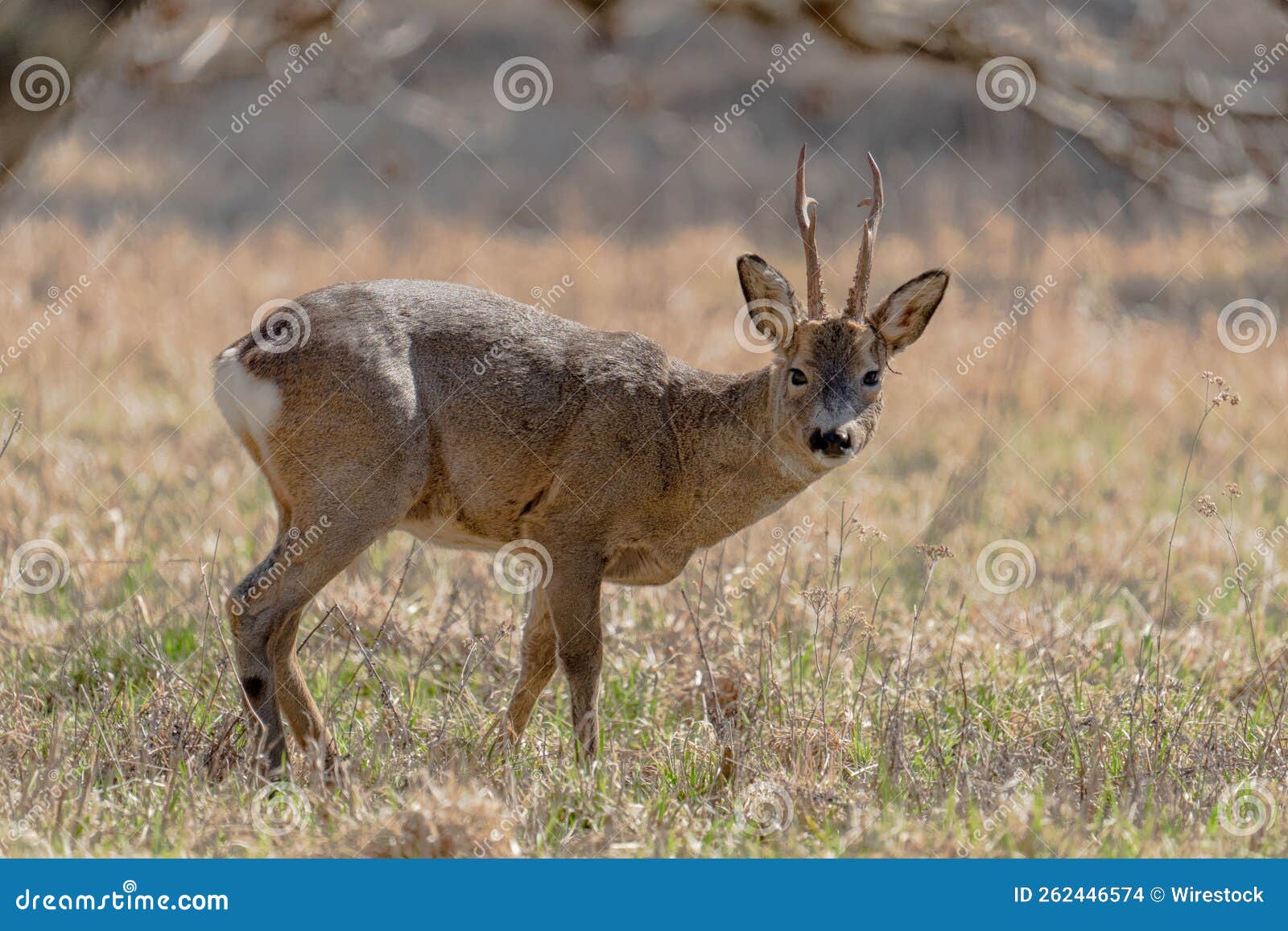 Small Deer with Antlers on a Rural Field in Sweden Stock Photo Image