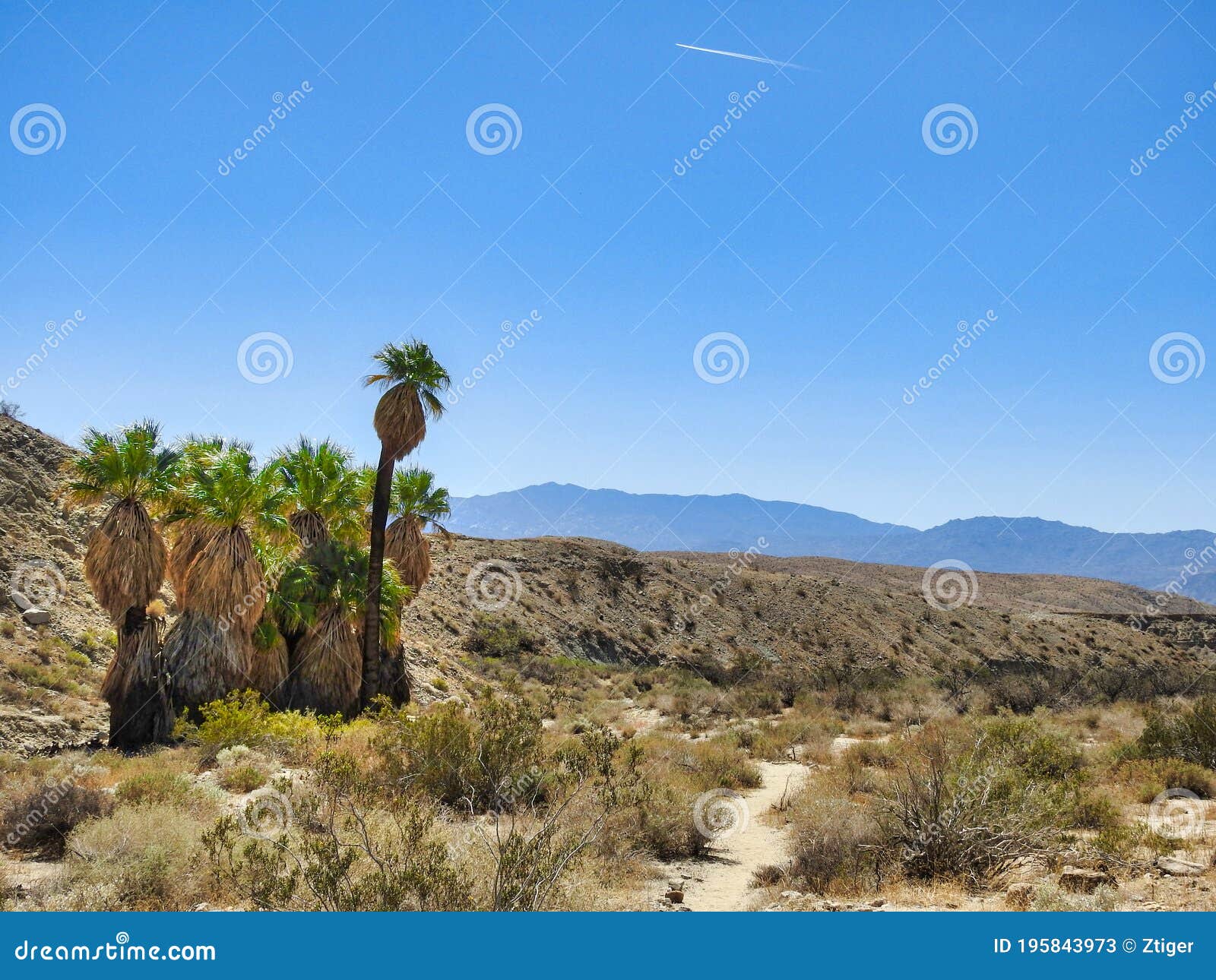 desert oasis in palm desert, california