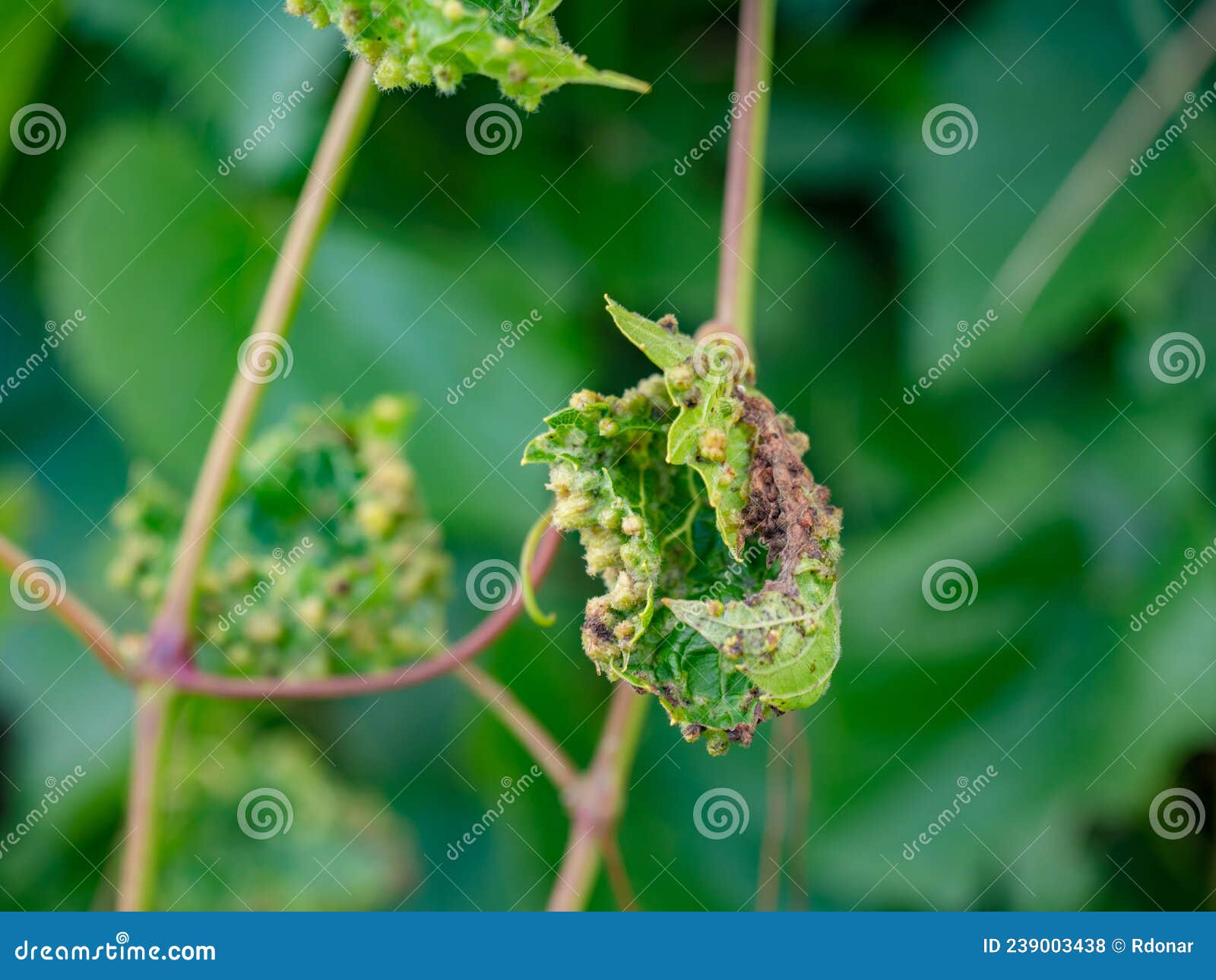 small destructive galls on grape leaf caused by an aphid-like insect