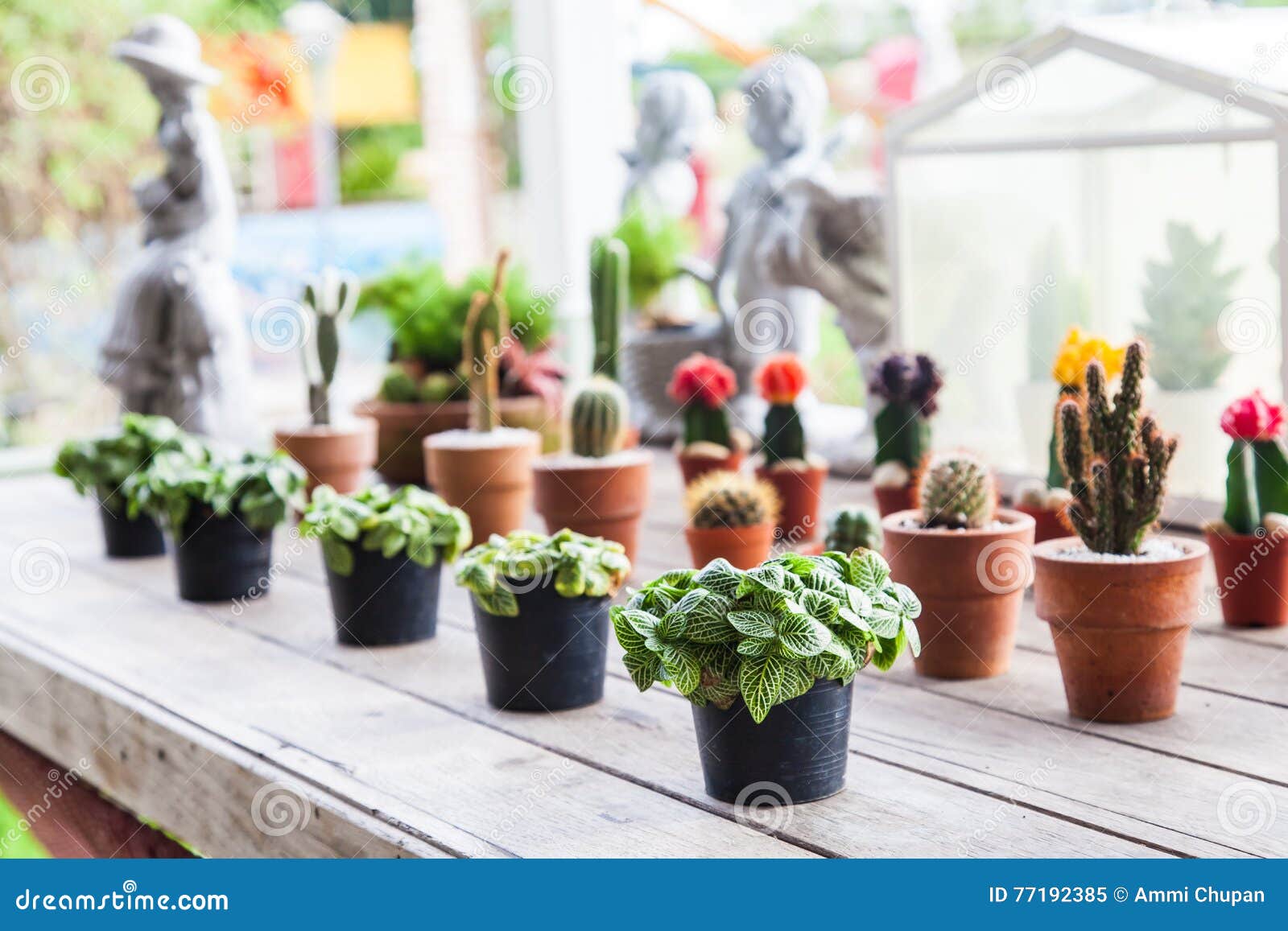  Small  Different Types Of Cactus Plants  In A Row On Wooden 