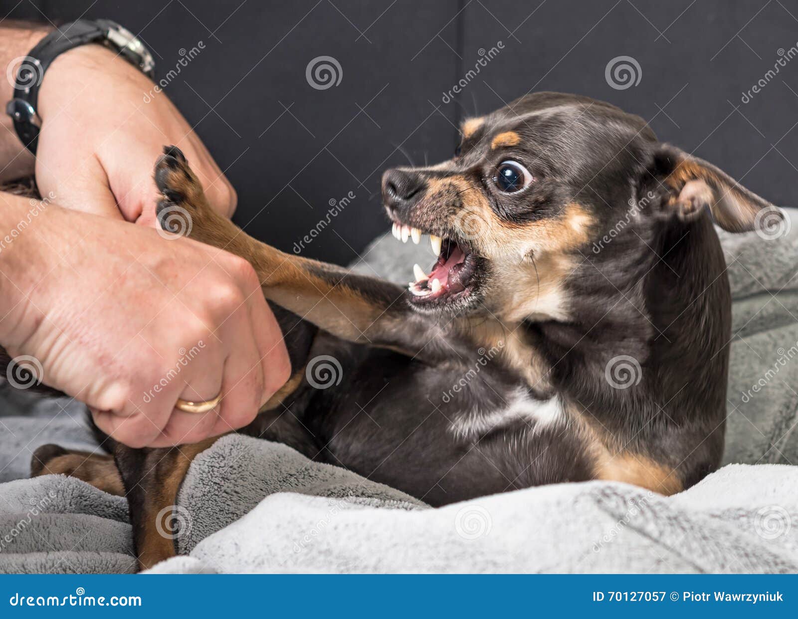 small dog aggression