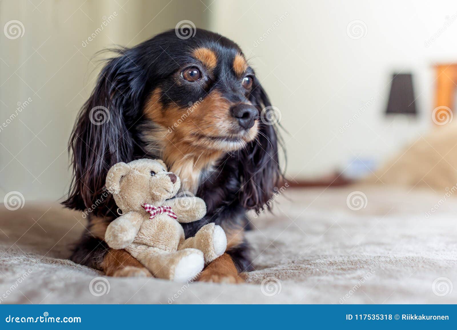 How Much Does A Teddy Bear Dog Cost