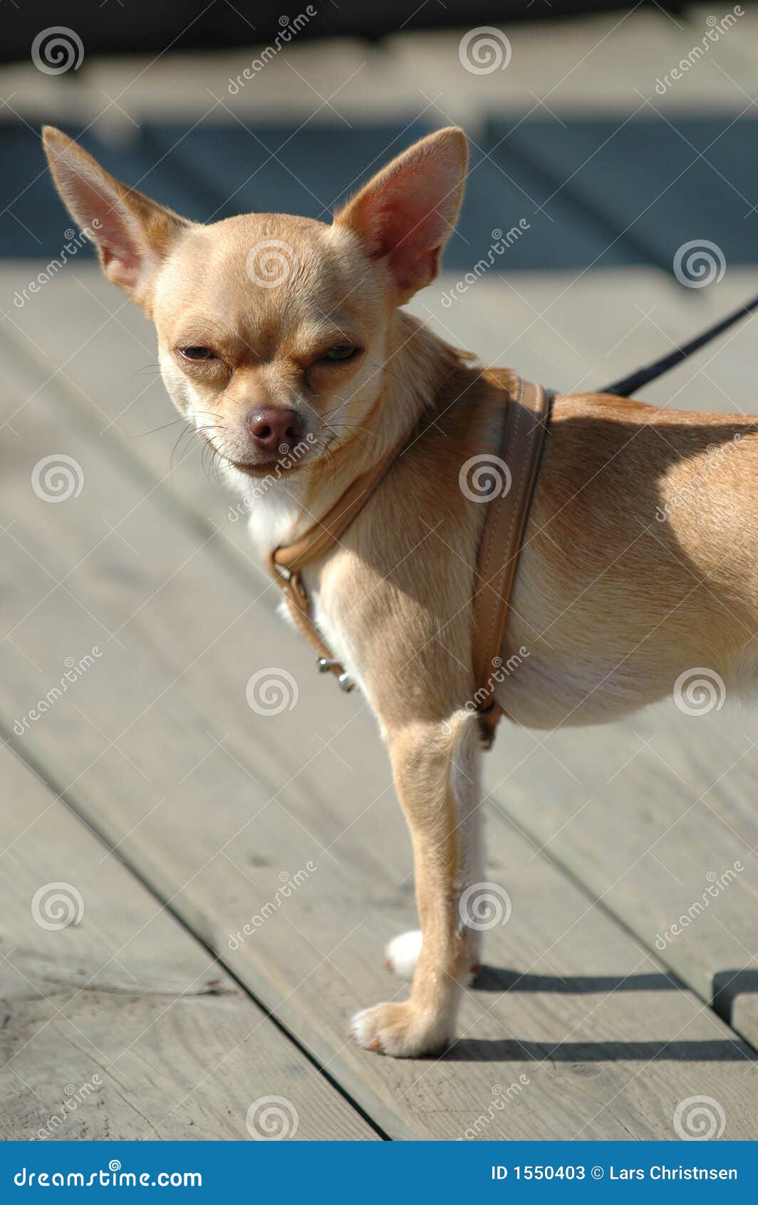 Small Dog, Big Ears Picture. Image 1550403