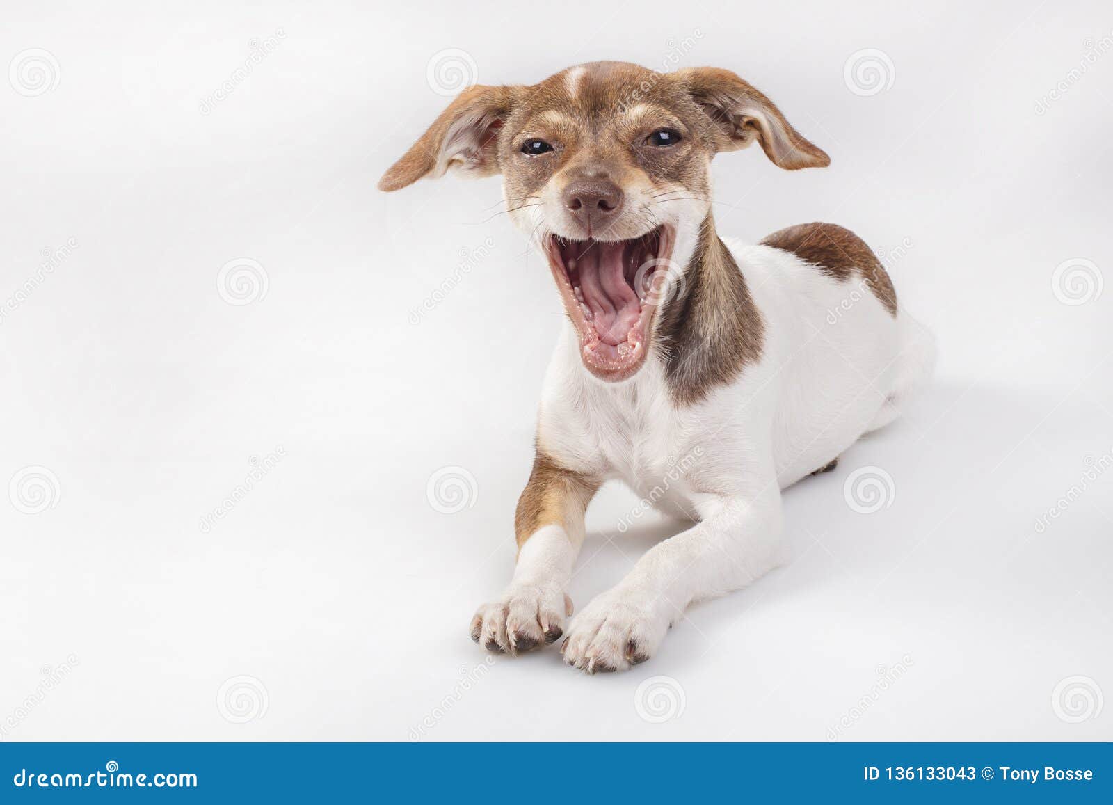 Small dog with a big smile stock image. Image of crossbreed - 136133043