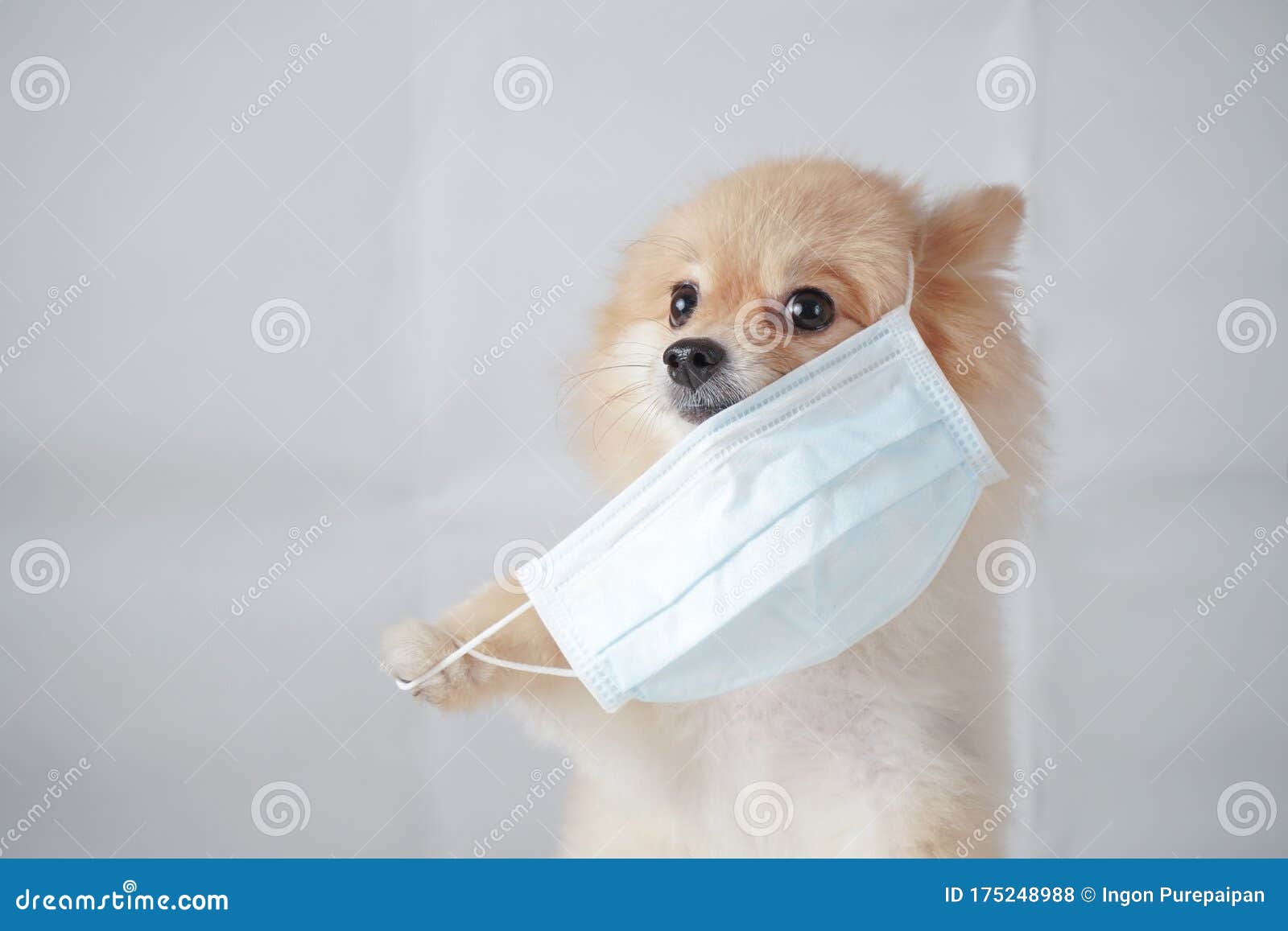 Dog Breed or Pomeranian with Light Brown Hair Sitting and Wearing a Anti PM2.5 Mask with White Background. Stock Photo - Image fresh, 175248988