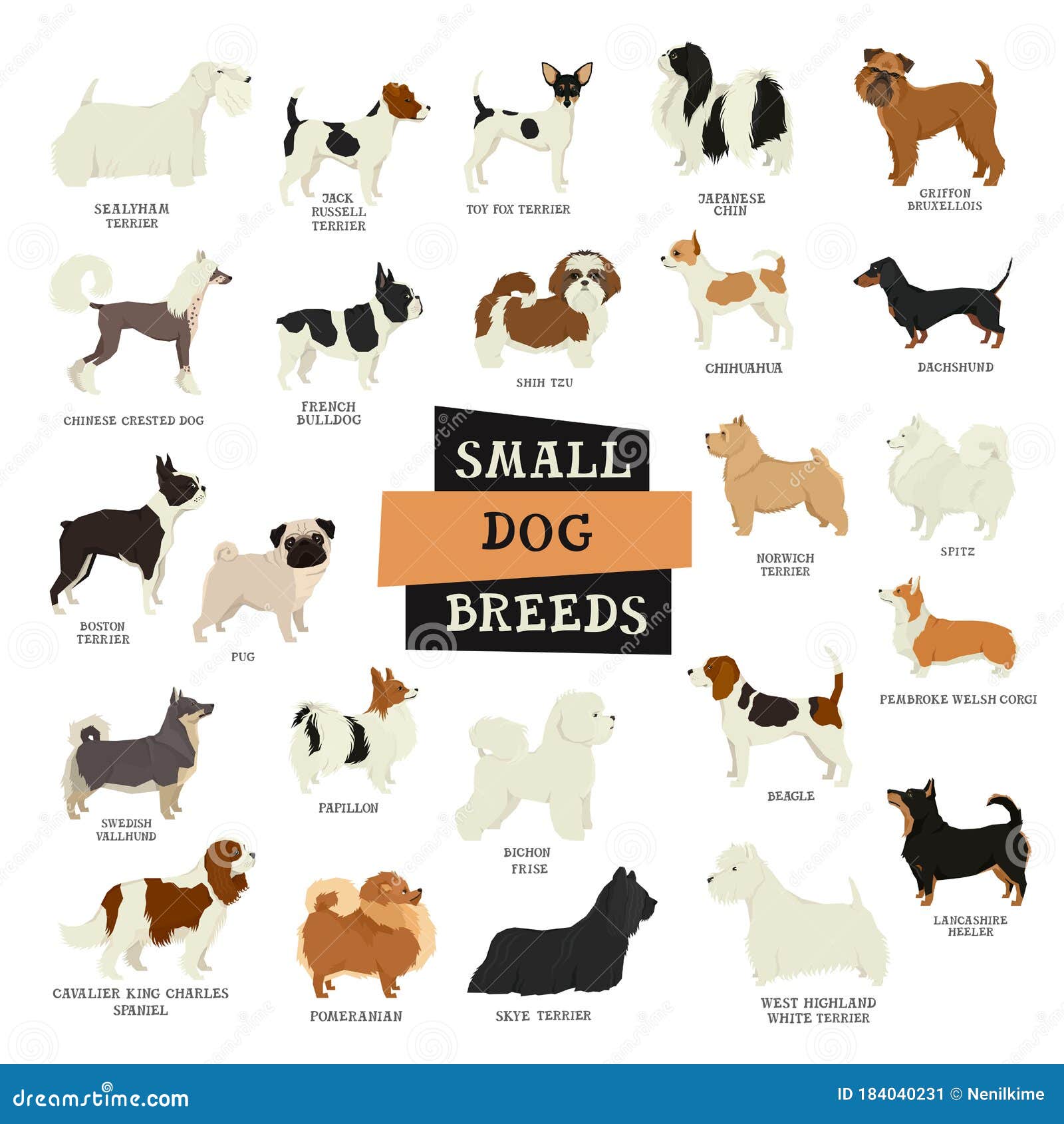 Small Dog Breeds Isolated Objects Stock Vector - Illustration of crested,  lancashire: 184040231